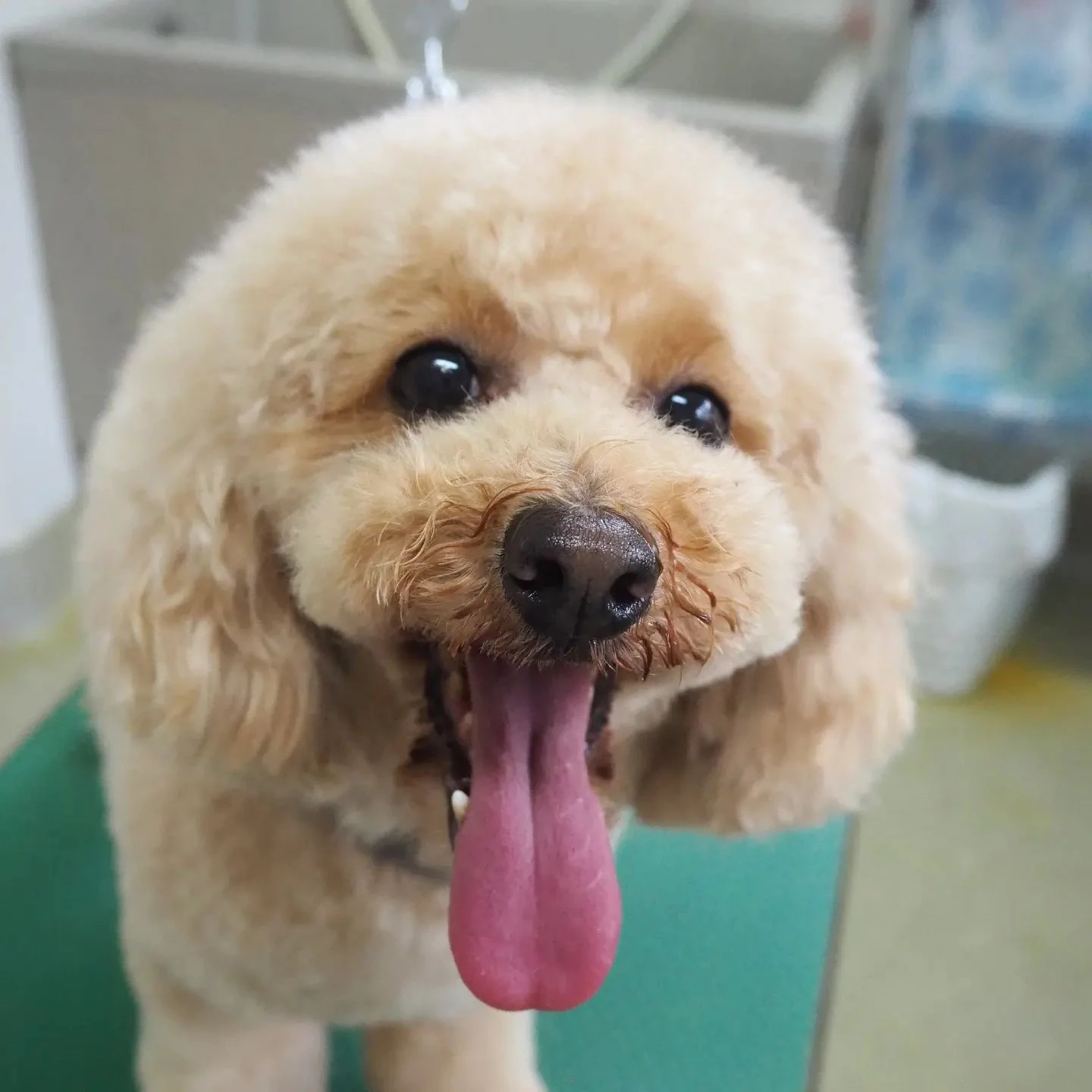 飼い主様のお気に入りのトリミングカットです。