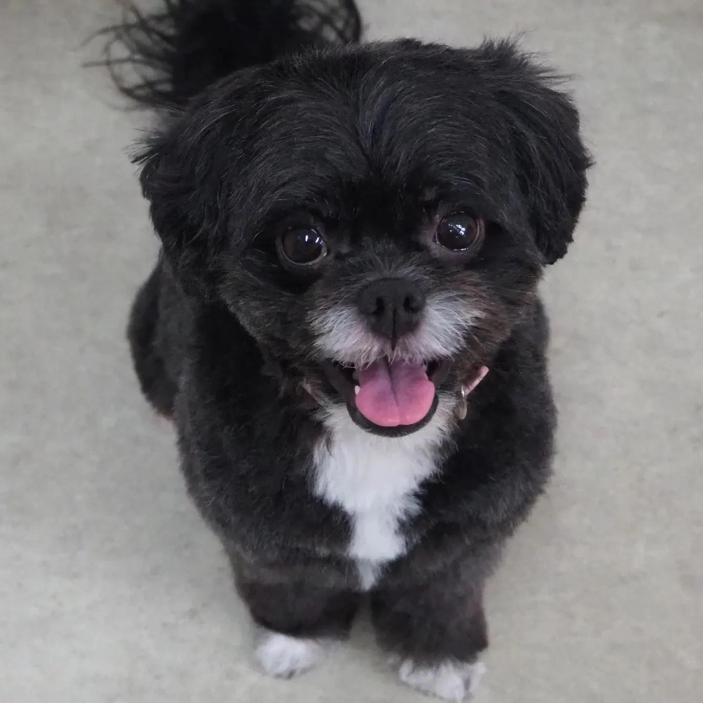 【名東区】長めのバリカンを使用して体を丸刈りして顔をハサミで...