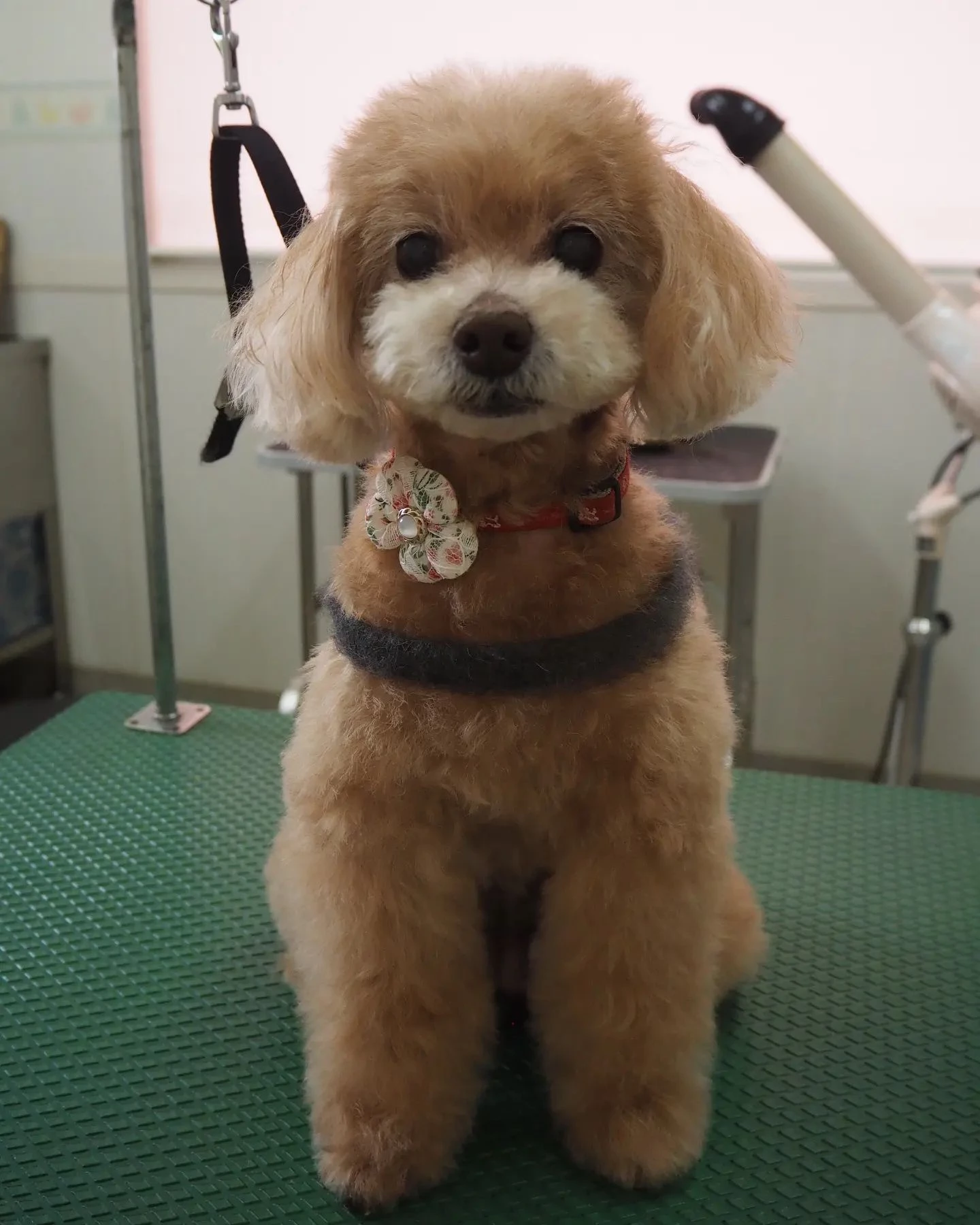 【名古屋】【トリミング】テディーベアカットです。