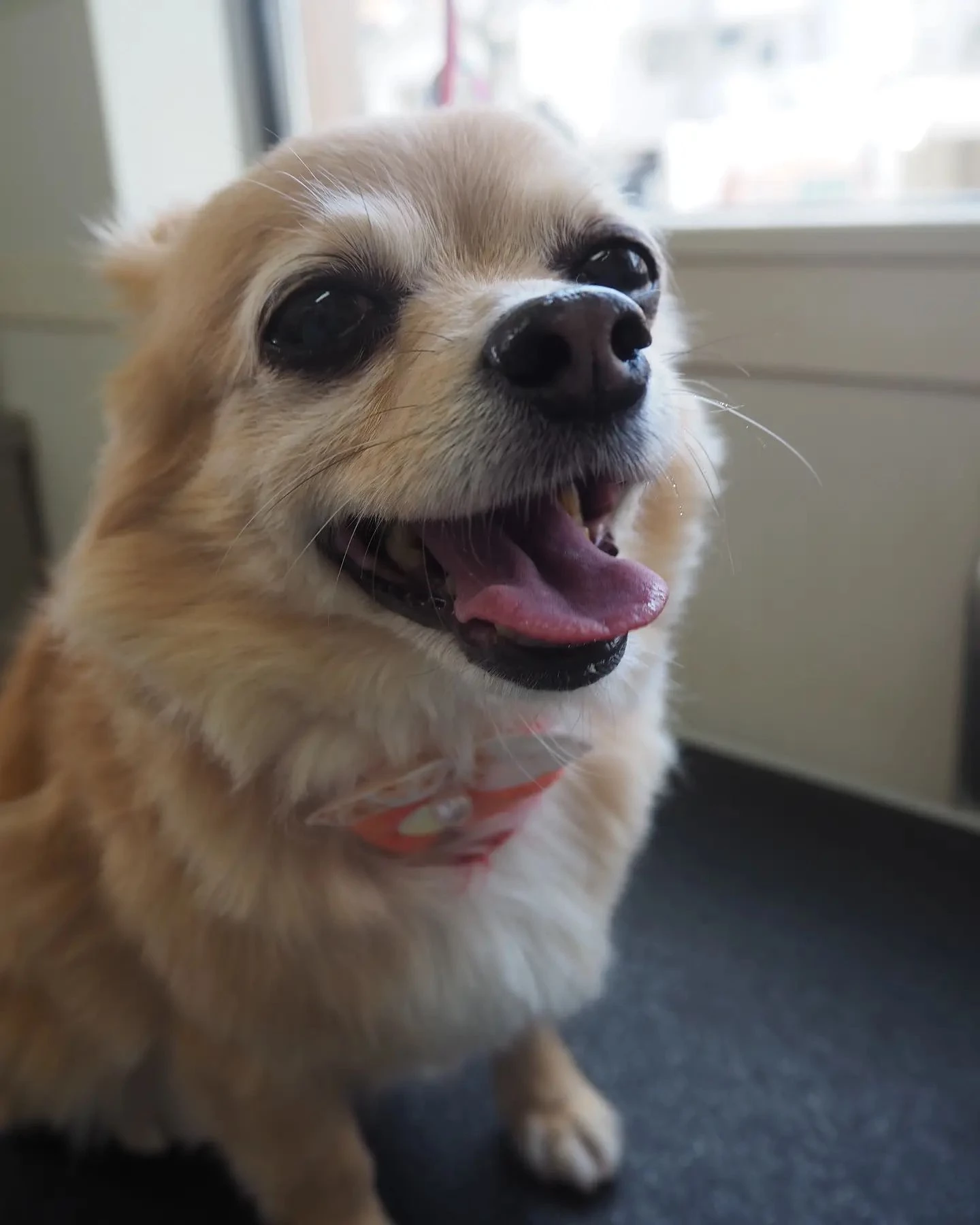 【名古屋市】シャンプーコースの部分カットです【トリミング】