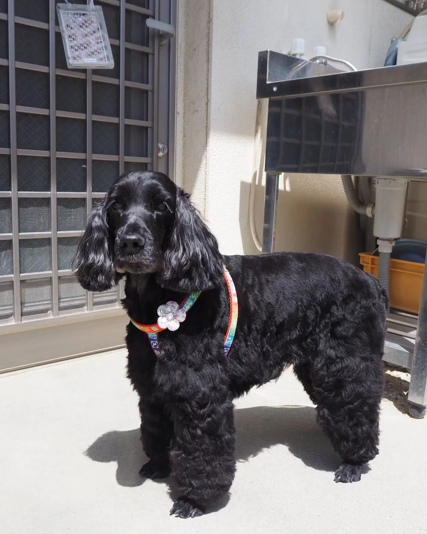 【トリミング】【マレム動物病院】日々の手入れはかかせません。