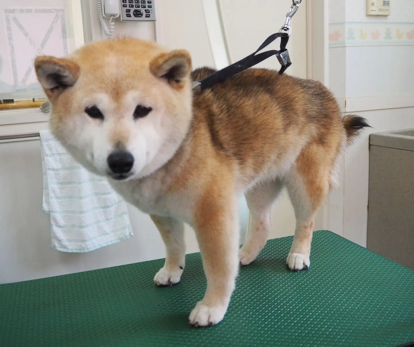 【マレム動物病院】春と秋の換毛期【トリミング】