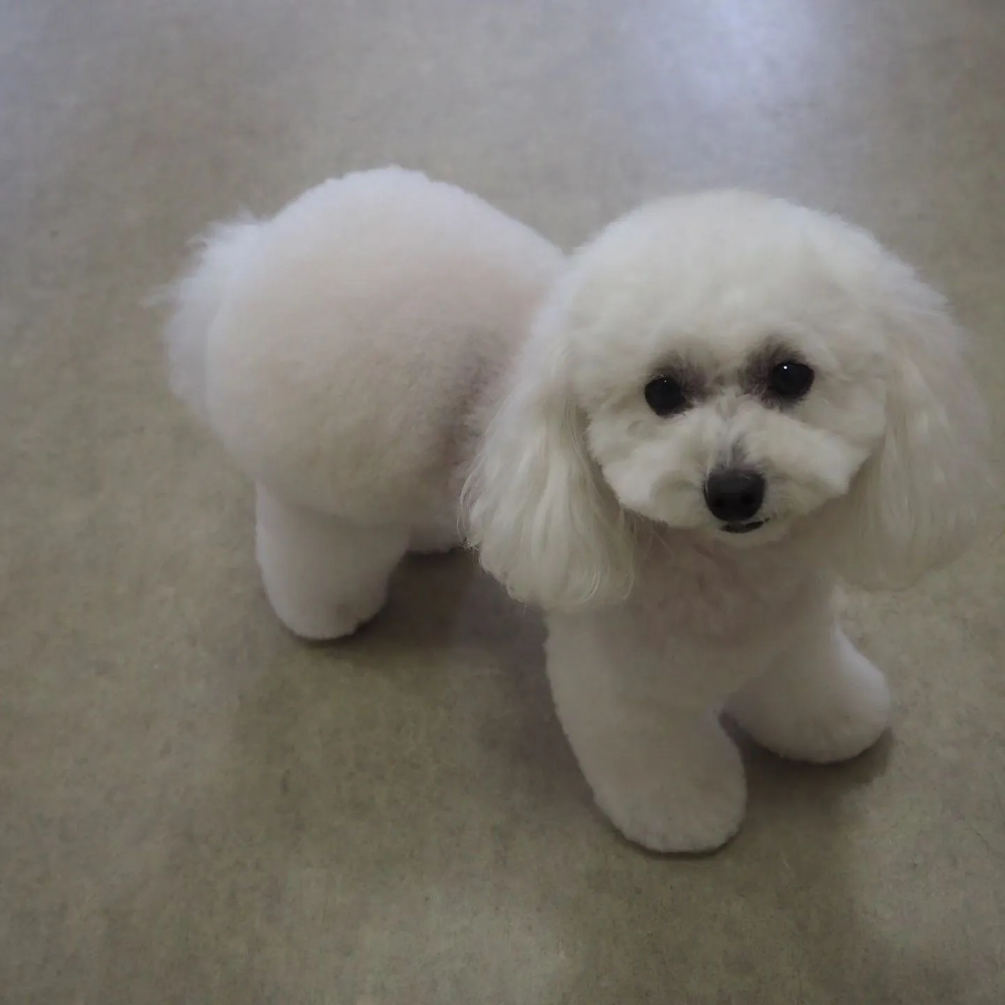 【マレム動物病院】おパンツカット【トリミング】【名古屋市】