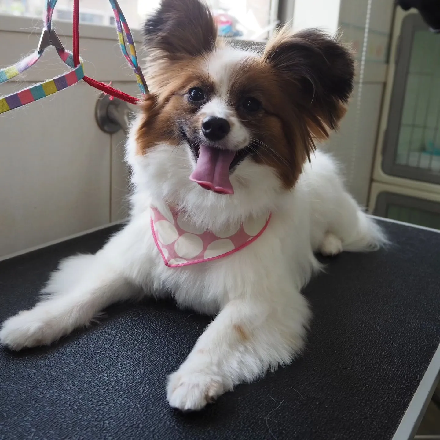 【部分カット】スッキリとふんわり【トリミング】【マレム動物病...