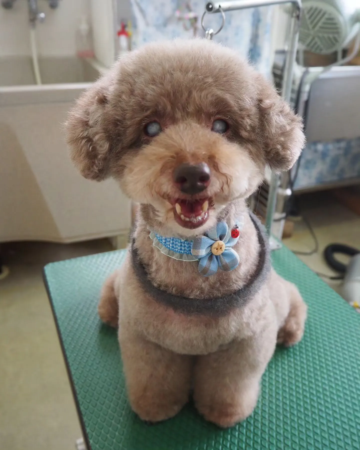 【トリミング】ぬいぐるみと間違えるかも【マレム動物病院】【名...