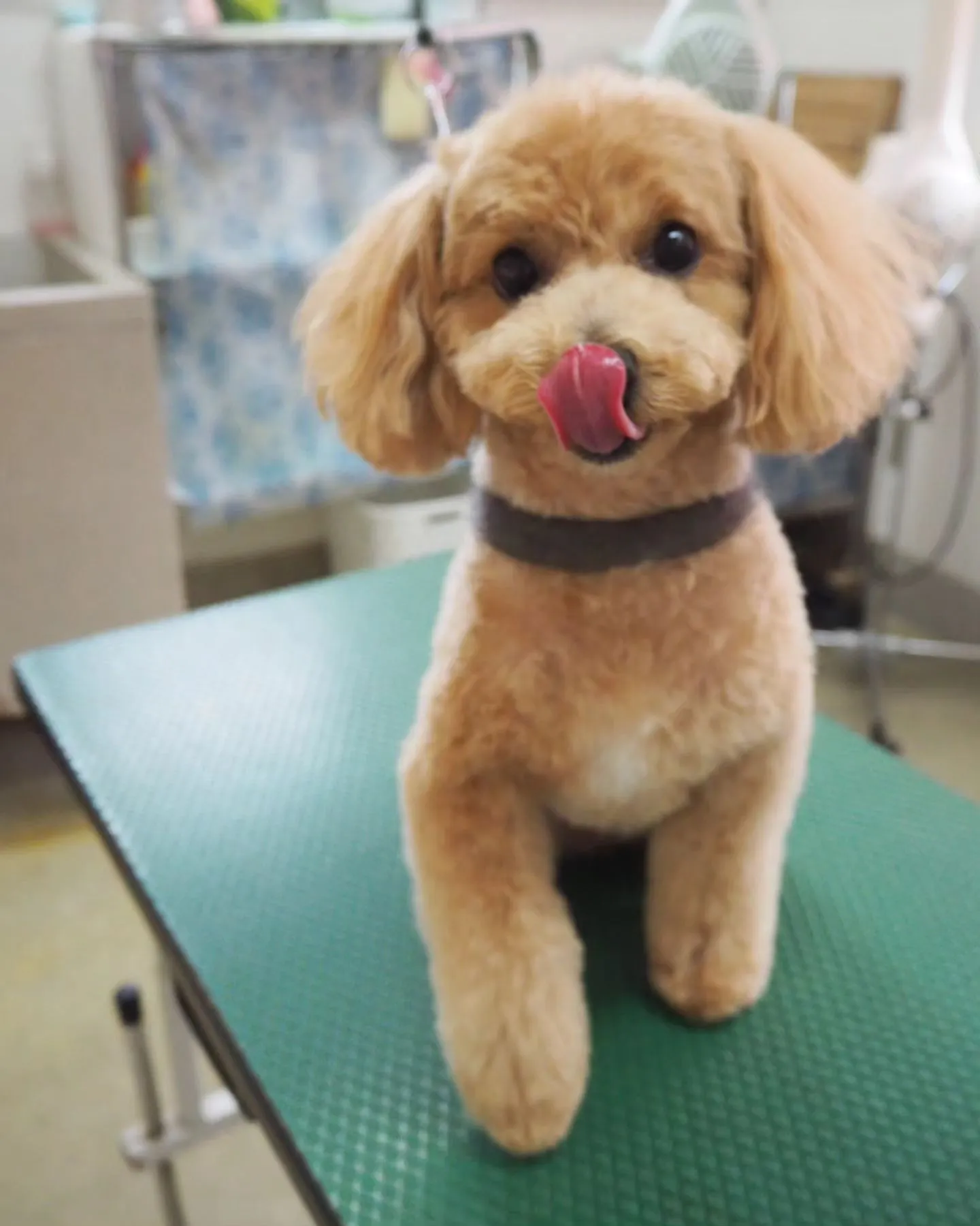 【テディーベアカット】いつも元気【トリミング】【マレム動物病...