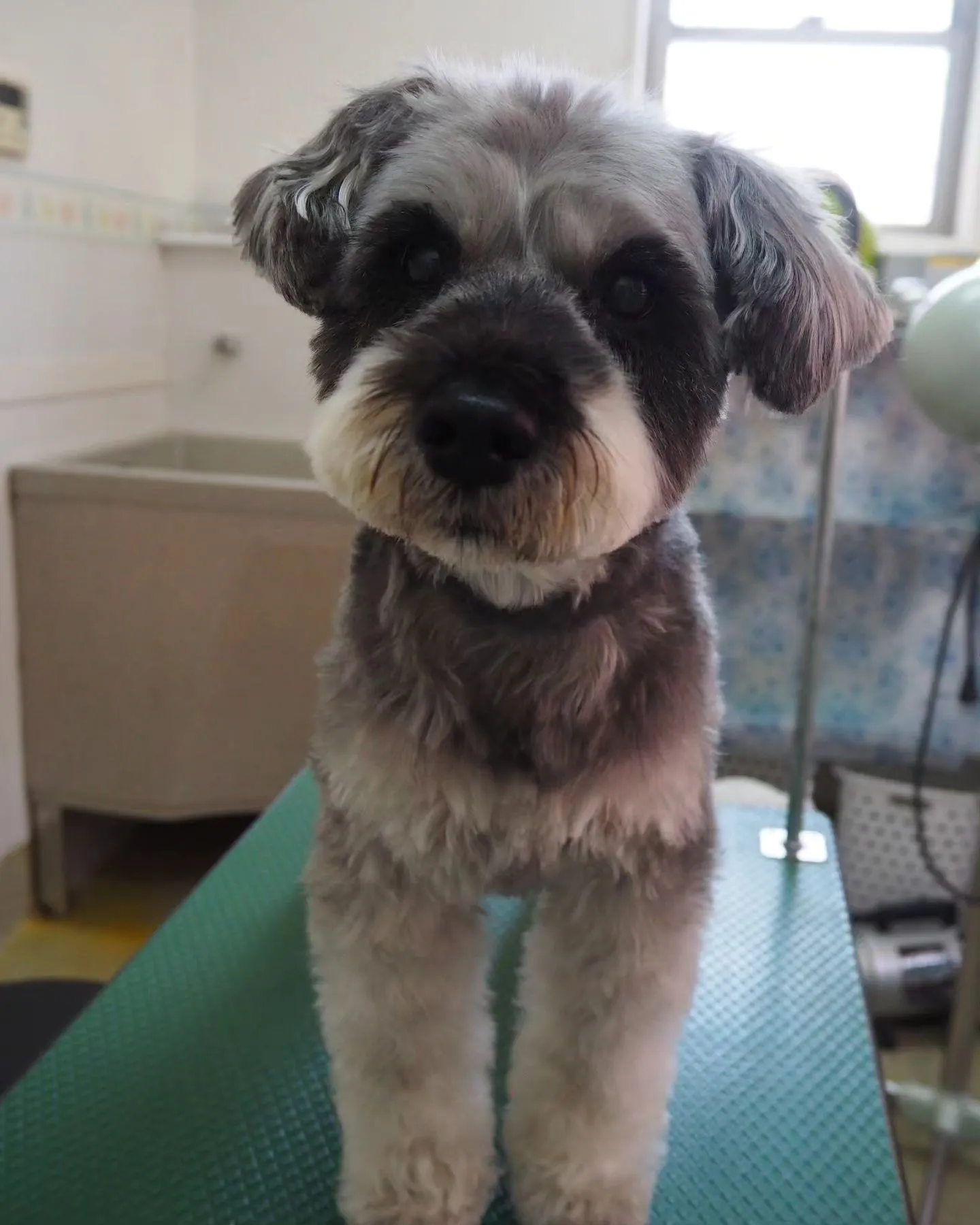 【トリミング】まつ毛もチャームポイント【テディベアカット】【...