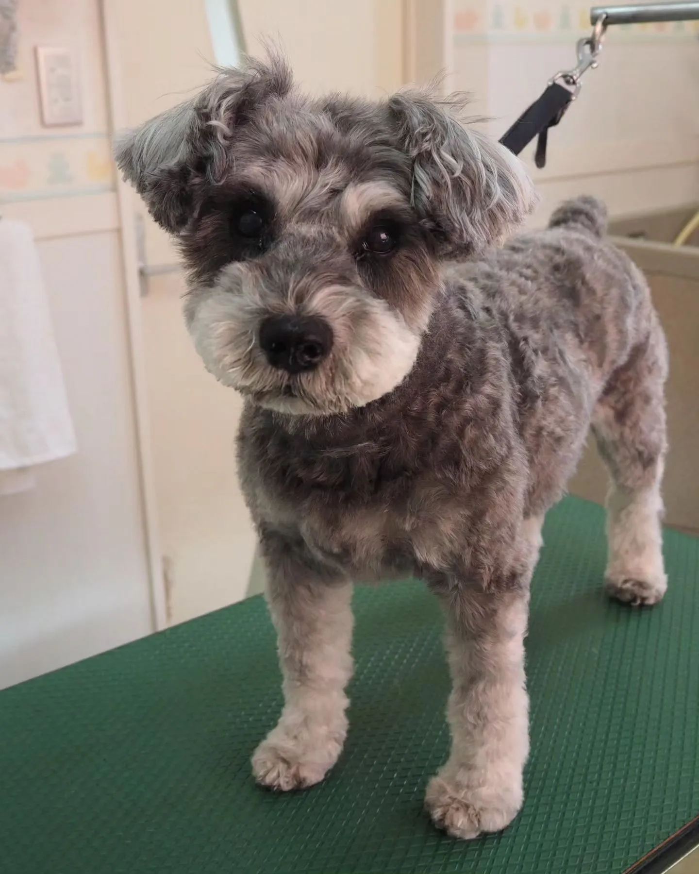 【トリミング】手足丸刈り【シュナウザー】