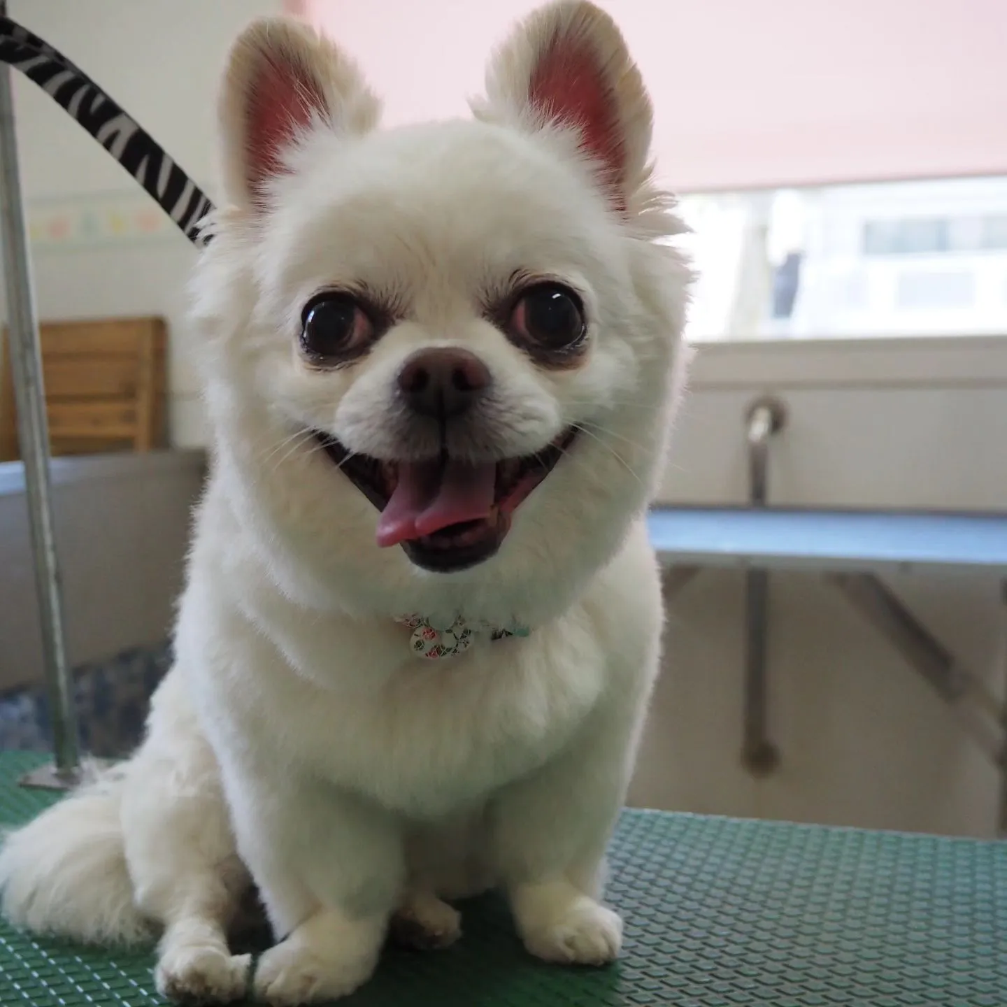 【トリミング】【チワワ】【家族お気に入り】