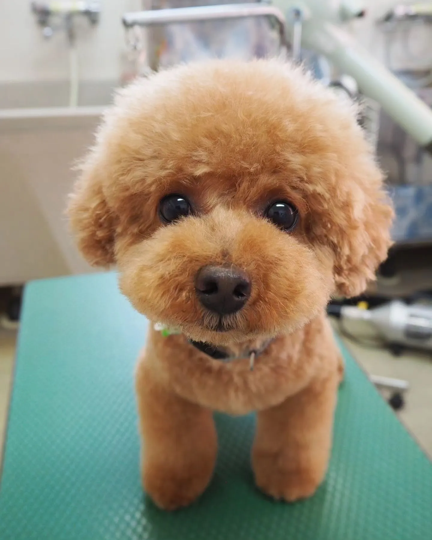 【トリミング】ふわふわなカット【トイプードル】