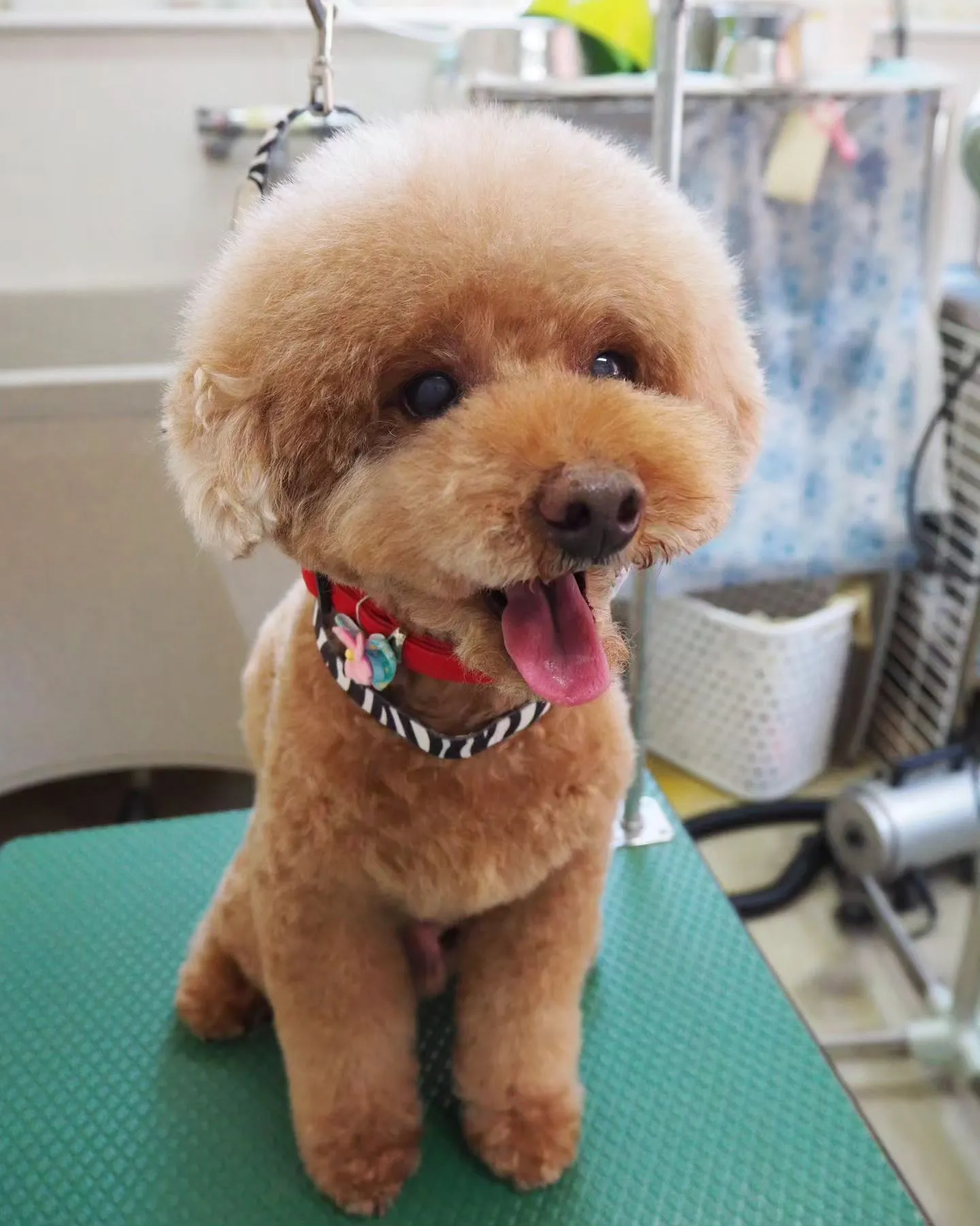 【トリミング】アフロ【トイプードル】