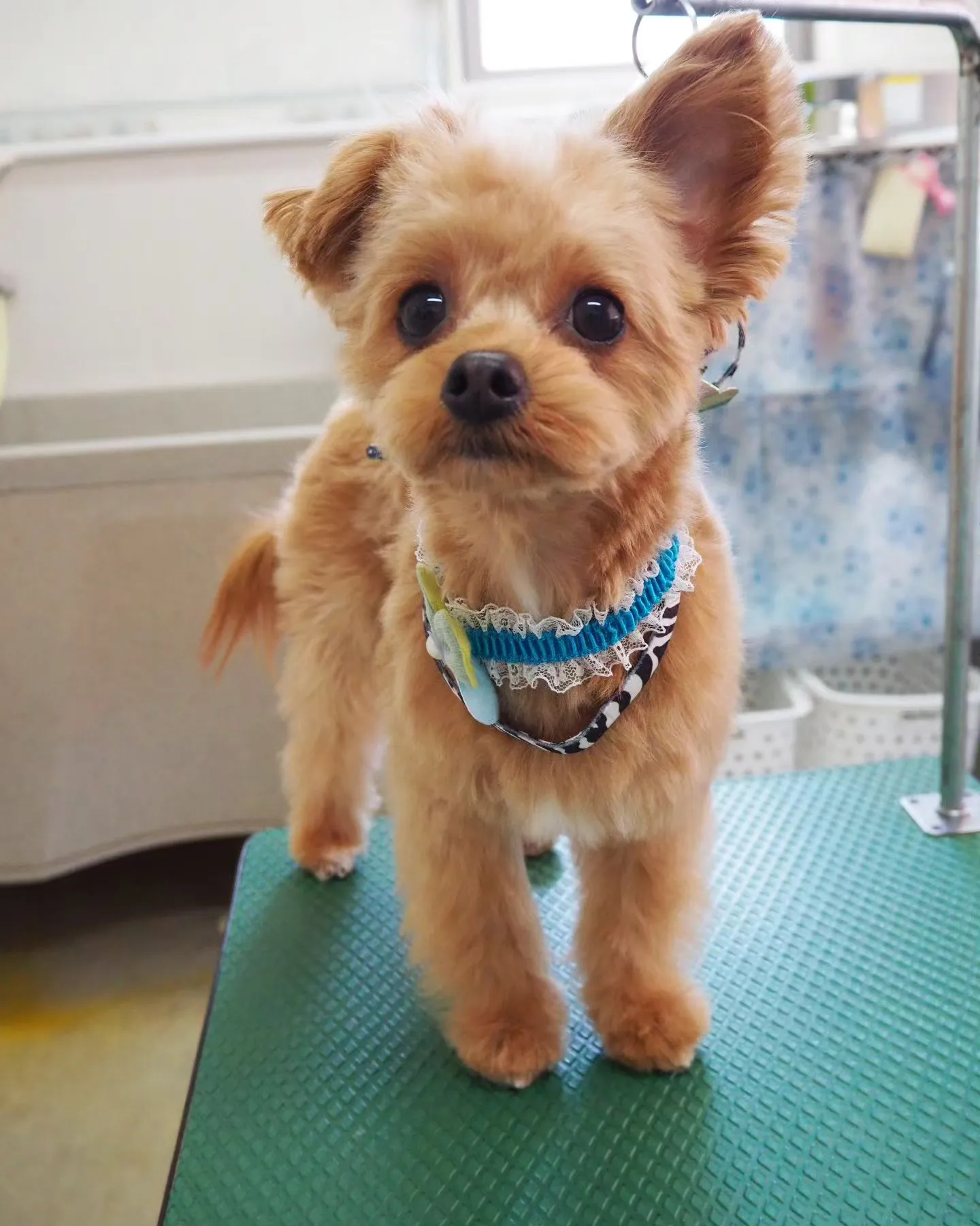 【トリミング】トリミング中は大人しいです！【いつもは元気ハツ...