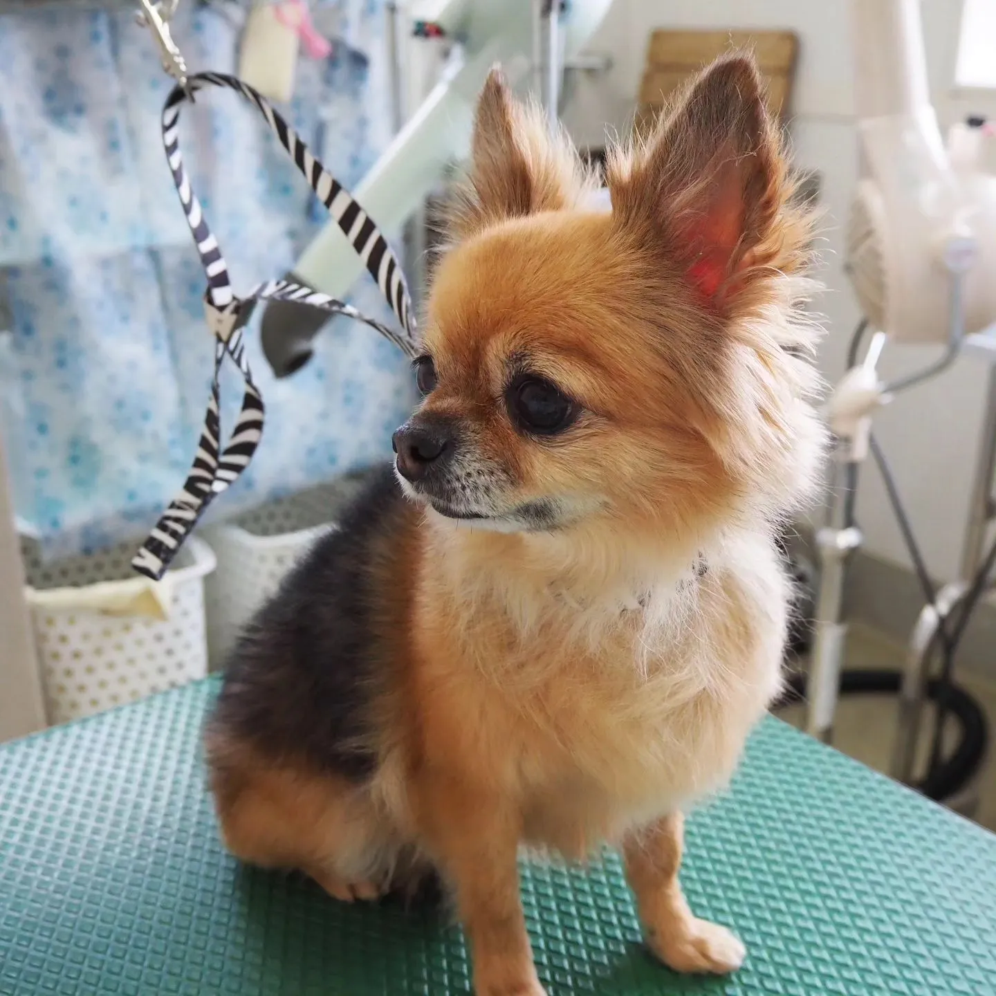 【トリミング】シャンプーコース【部分カット】