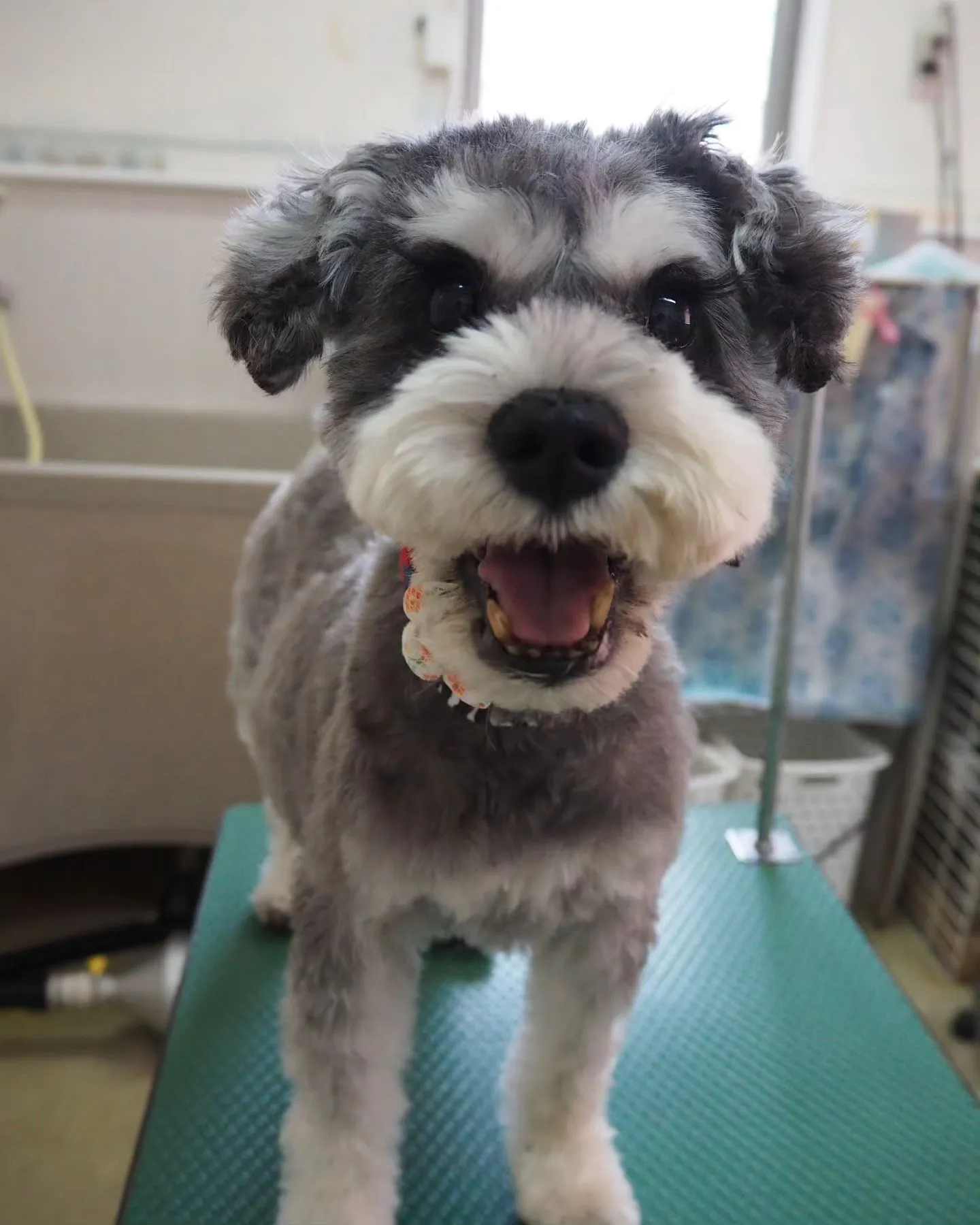 【トリミング】普段はご自宅で【はじめての丸刈り】