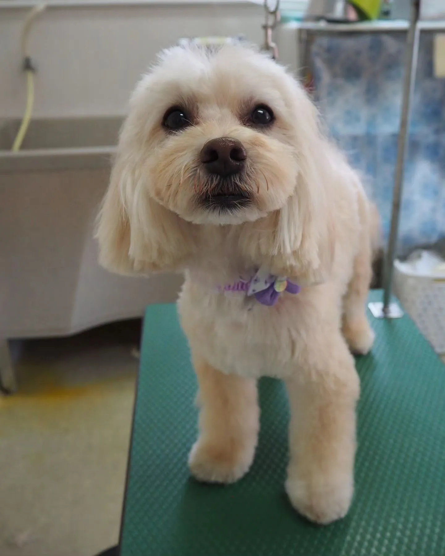 【トリミング】気品【トイプードル】