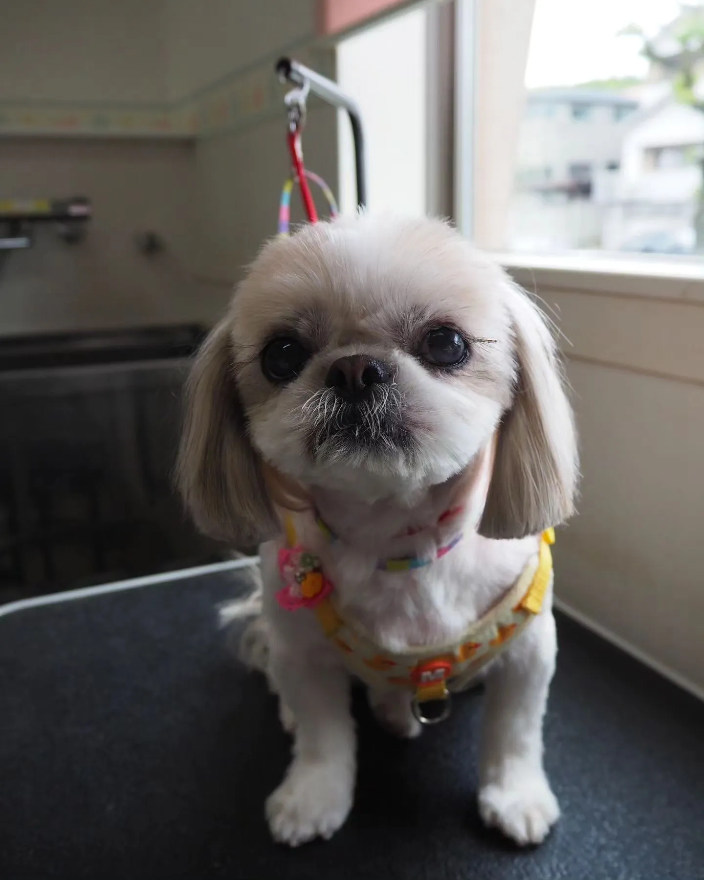 【トリミング】丸刈り【シーズー】