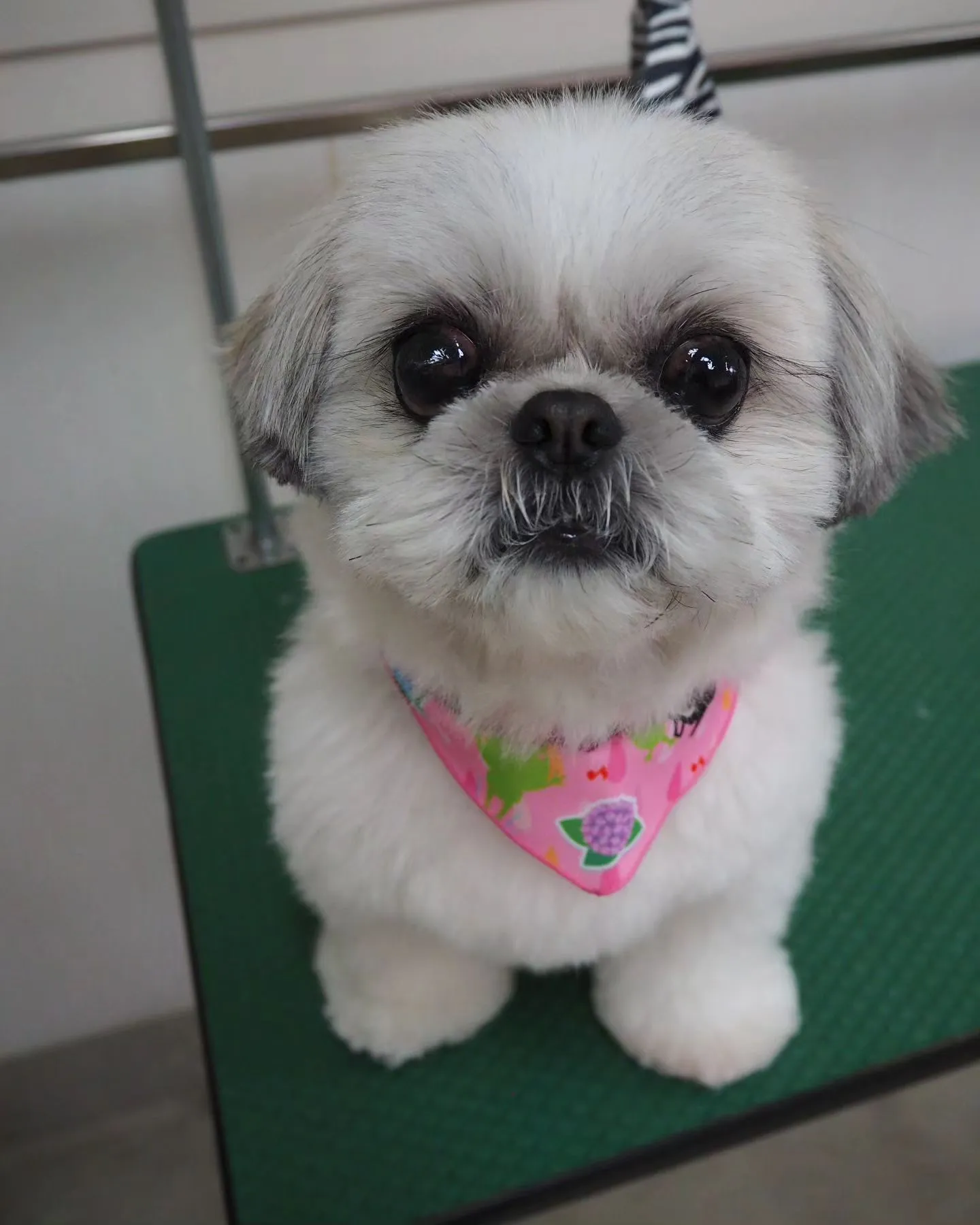 【トリミング】モデル犬【季節のバンダナ】