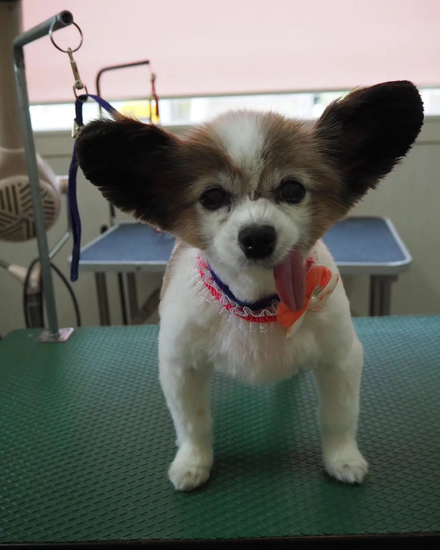 【トリミング】サマーカット【パピヨン】