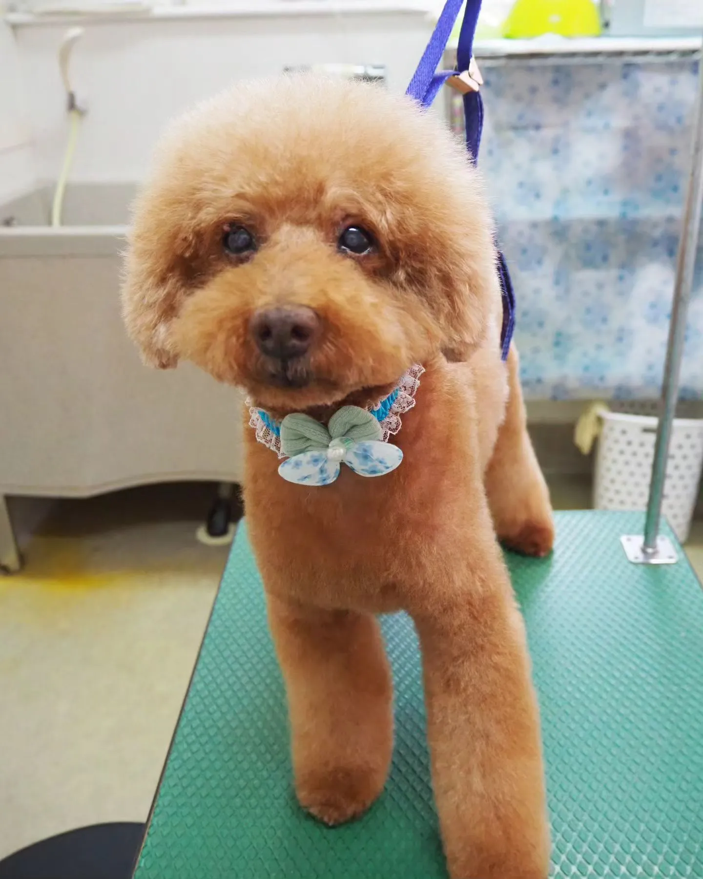 【トリミング】アフロカット【トイプードル】