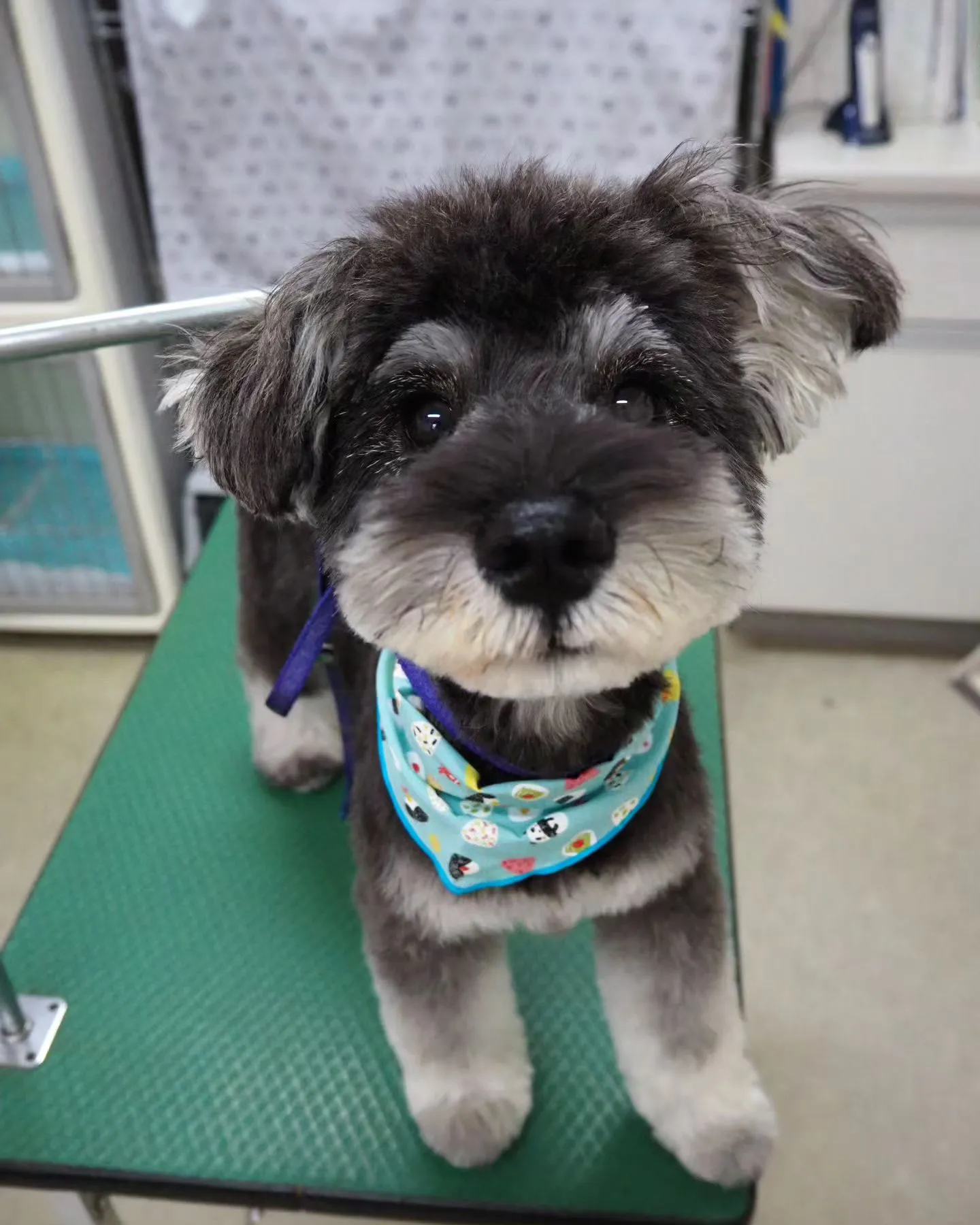 【トリミング】あどけない可愛さ【ベアカット】