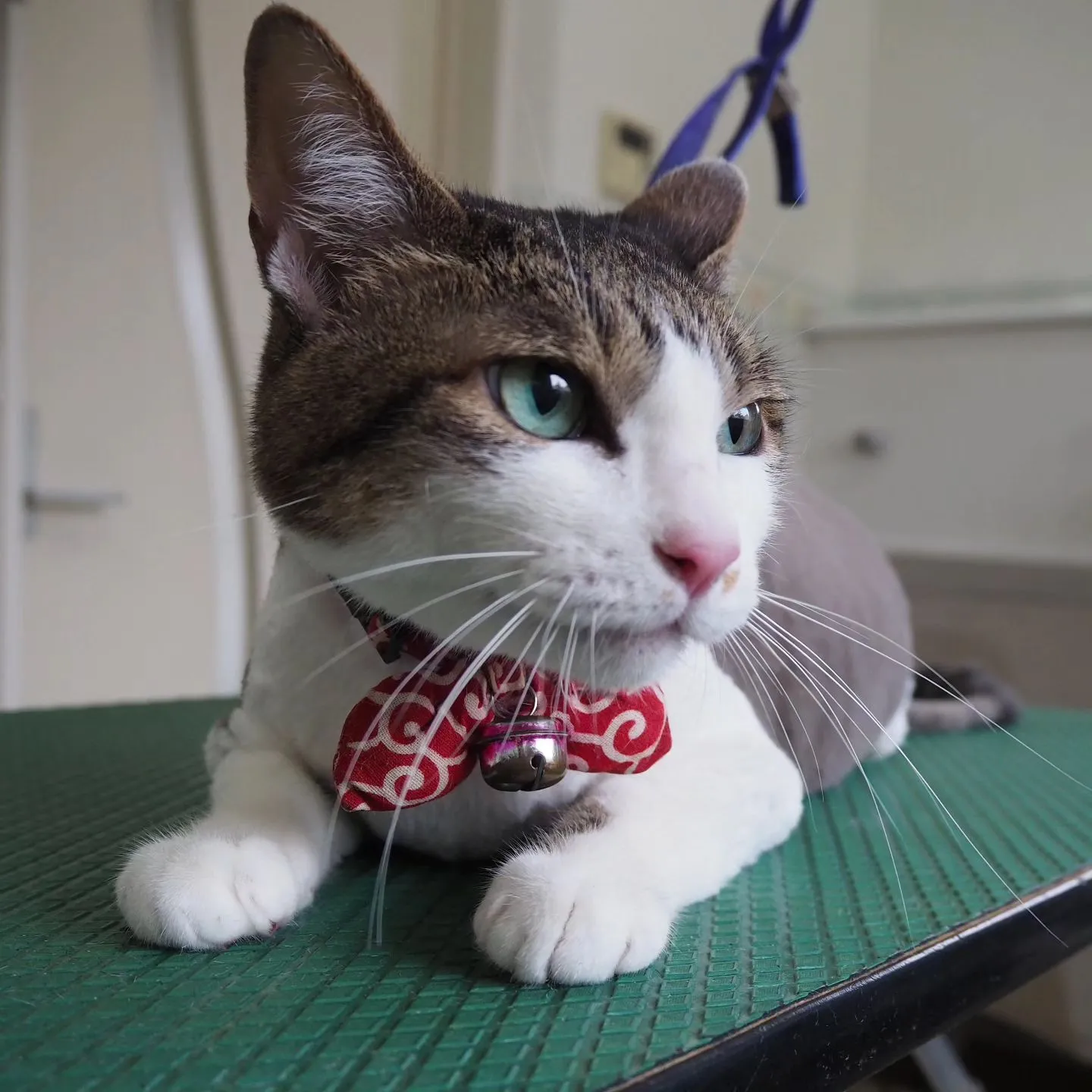 【トリミング】猫ちゃん【スッキリ】