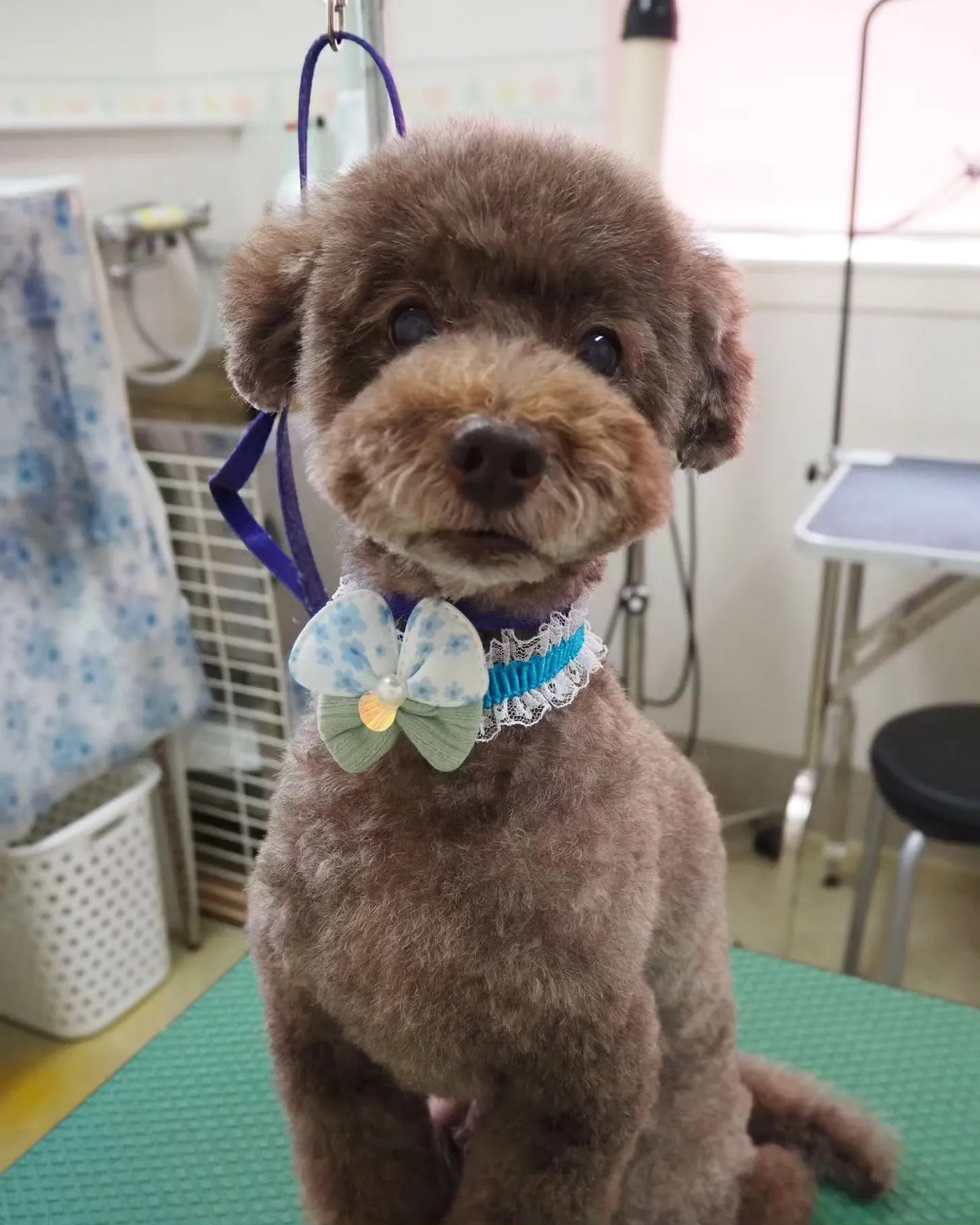 【トリミング】夏にむけて【さっぱりと短く】