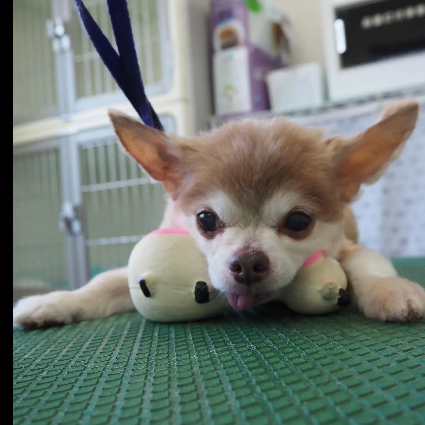 【トリミング】いつまでも可愛く【バリカン仕上げ】