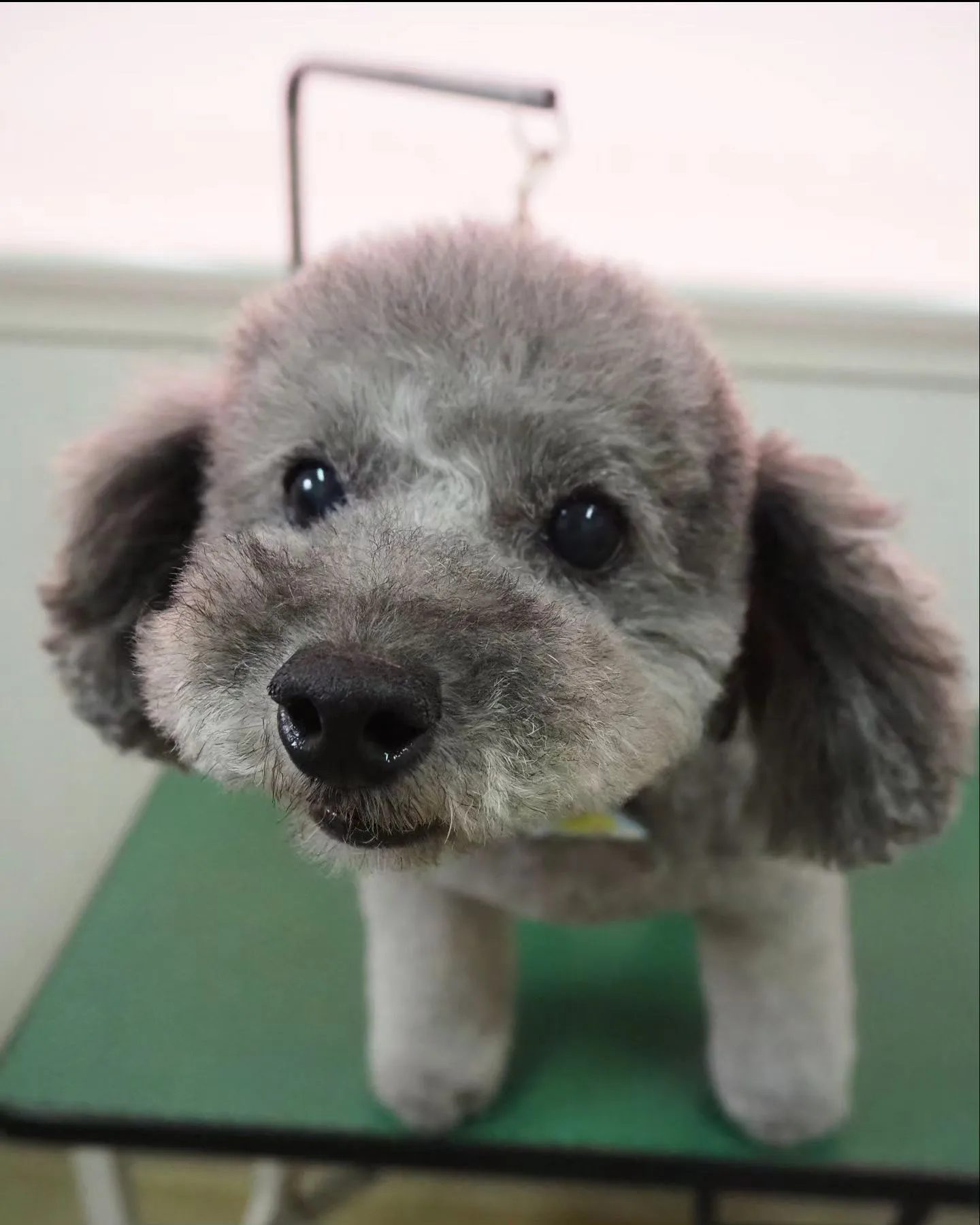 【トリミング】トイプードル【ベアカット】