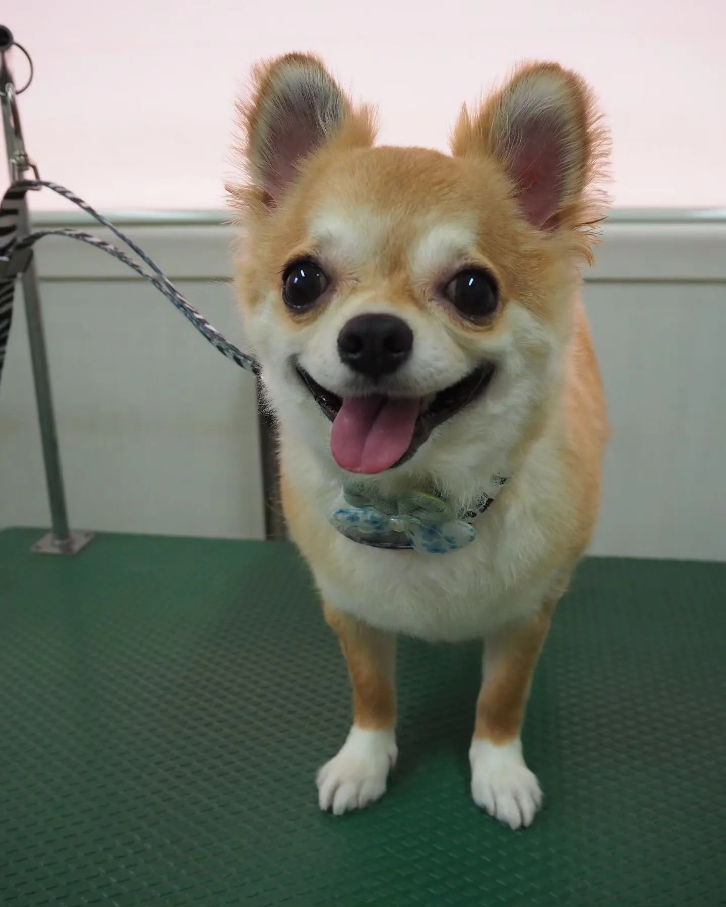 【トリミング】チワワ【全体カット】