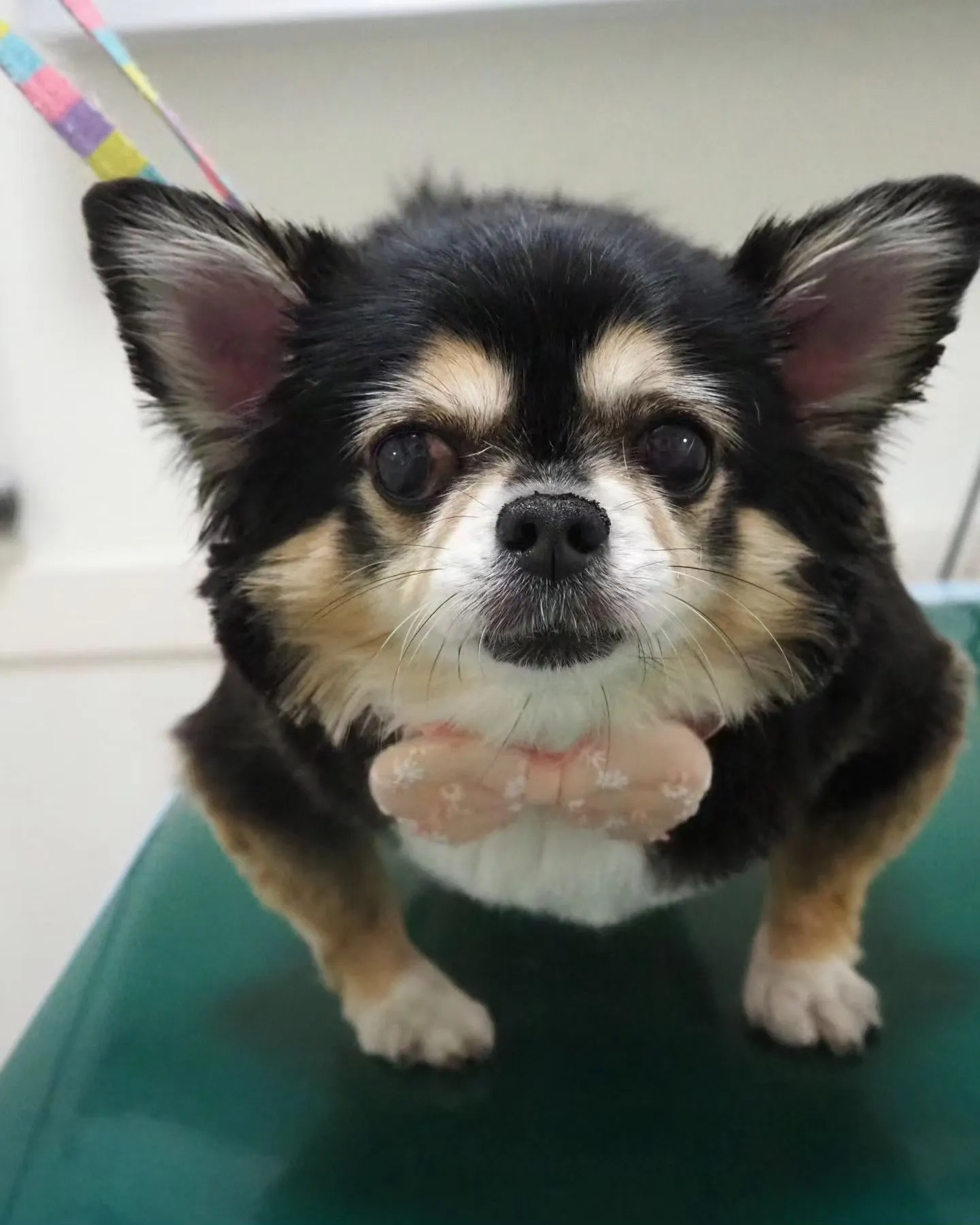 【お預かり中】チワワ【シャンプーコース＋部分カット】