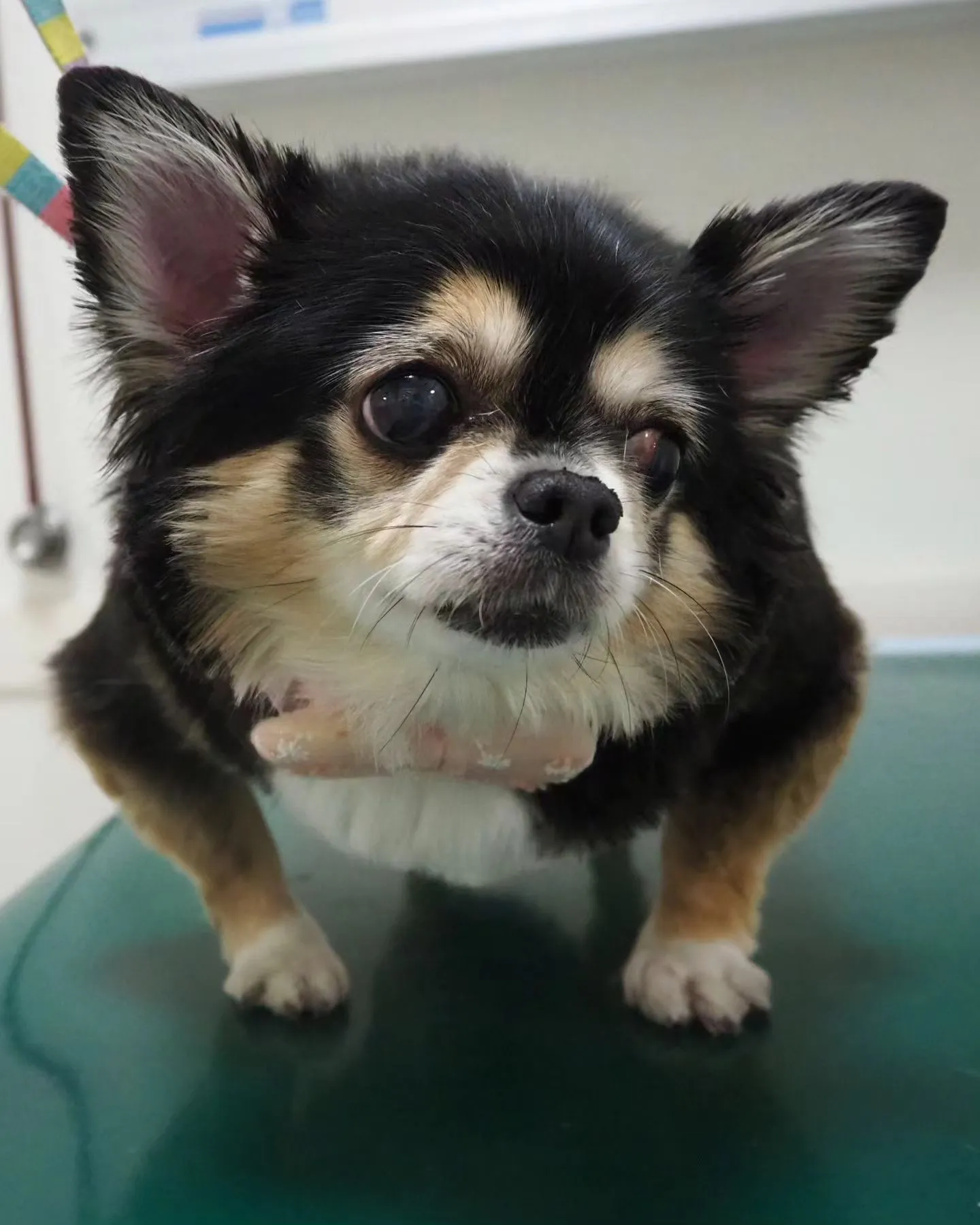 【お預かり中】チワワ【シャンプーコース＋部分カット】