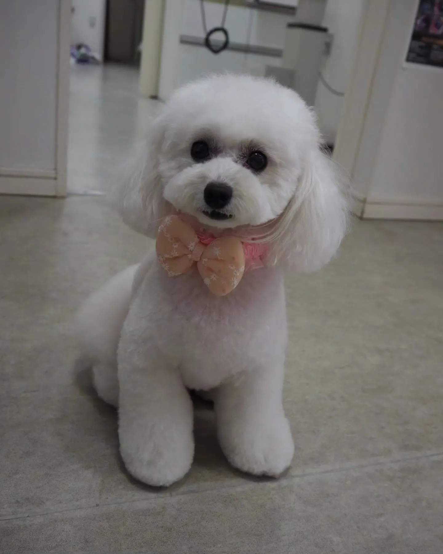 【トリミング】トイプードル【おパンツカット】