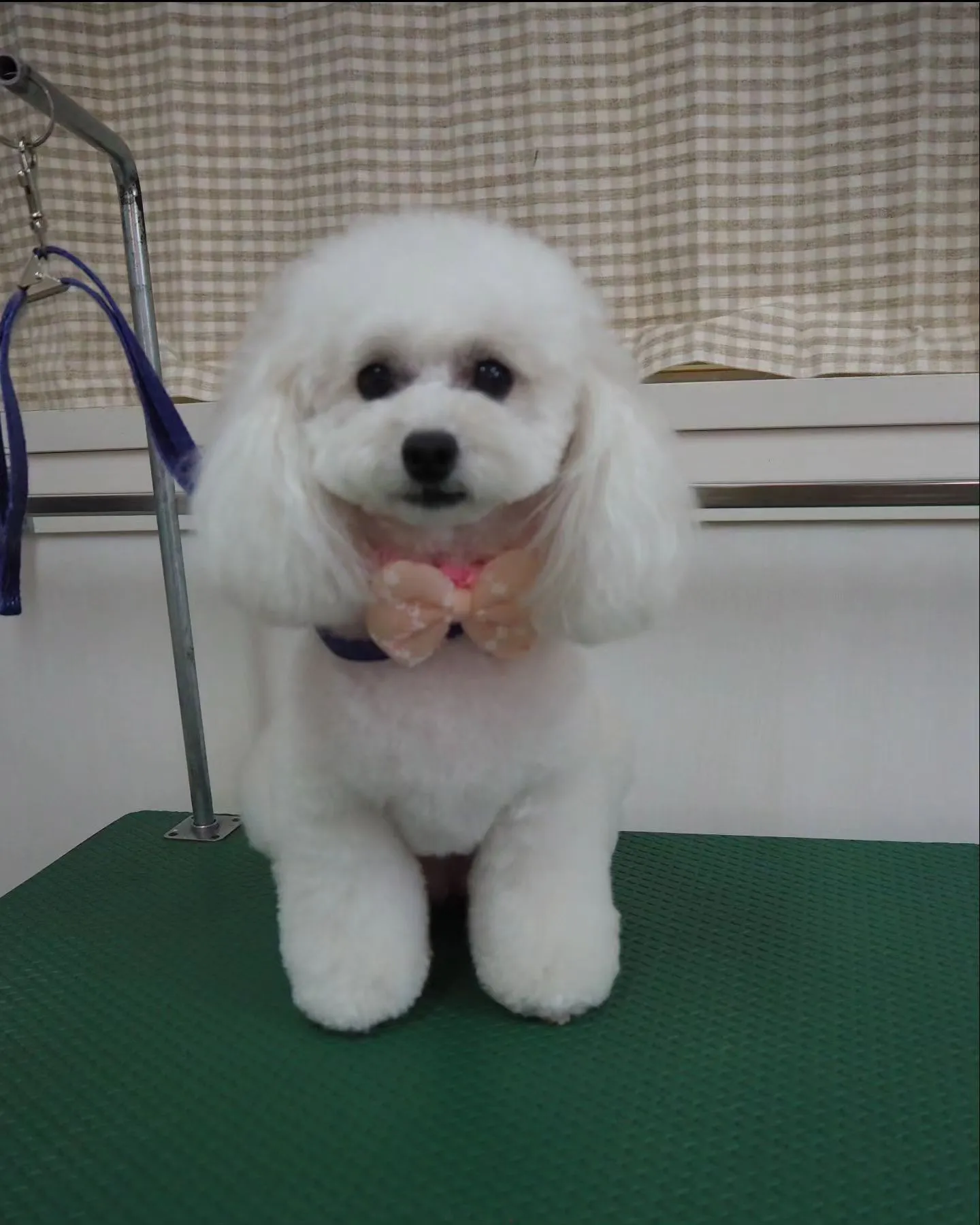 【トリミング】トイプードル【おパンツカット】