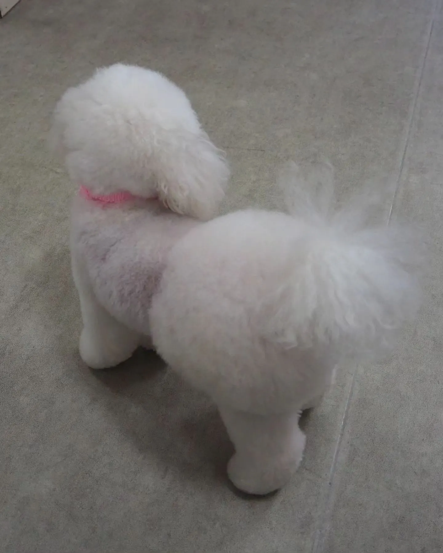 【トリミング】トイプードル【おパンツカット】