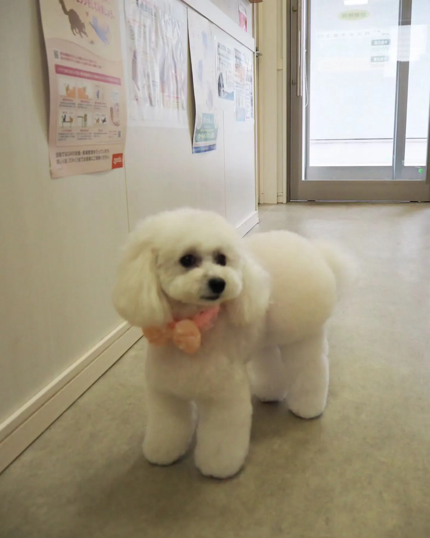 【トリミング】トイプードル【おパンツカット】