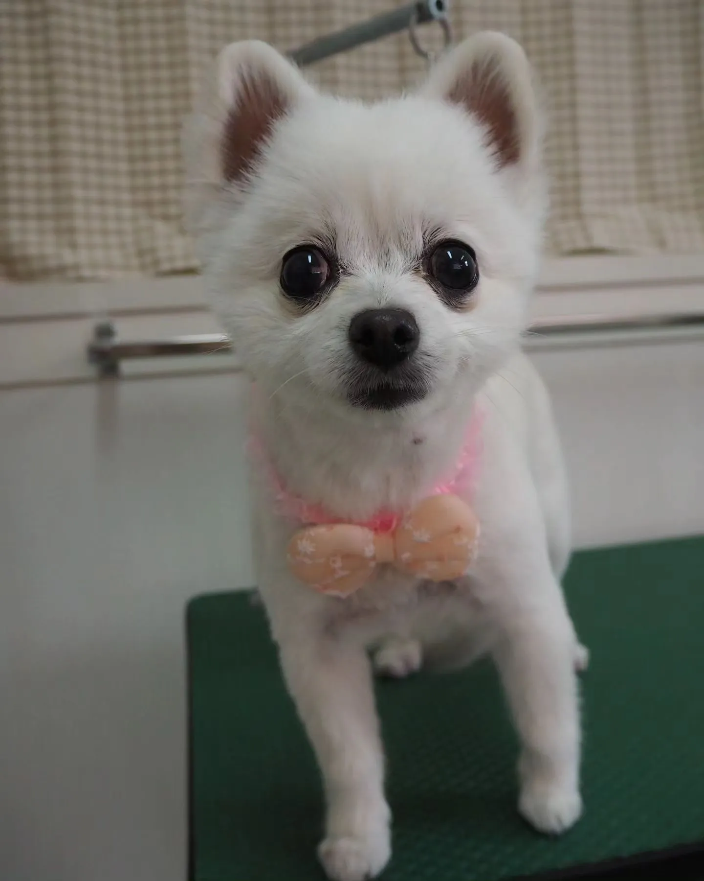 【トリミング】薬浴【サマーカット】