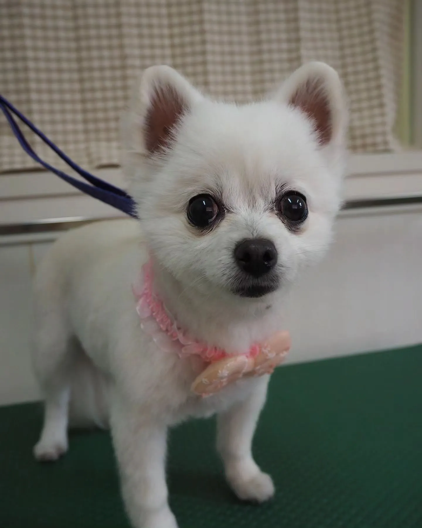 【トリミング】薬浴【サマーカット】