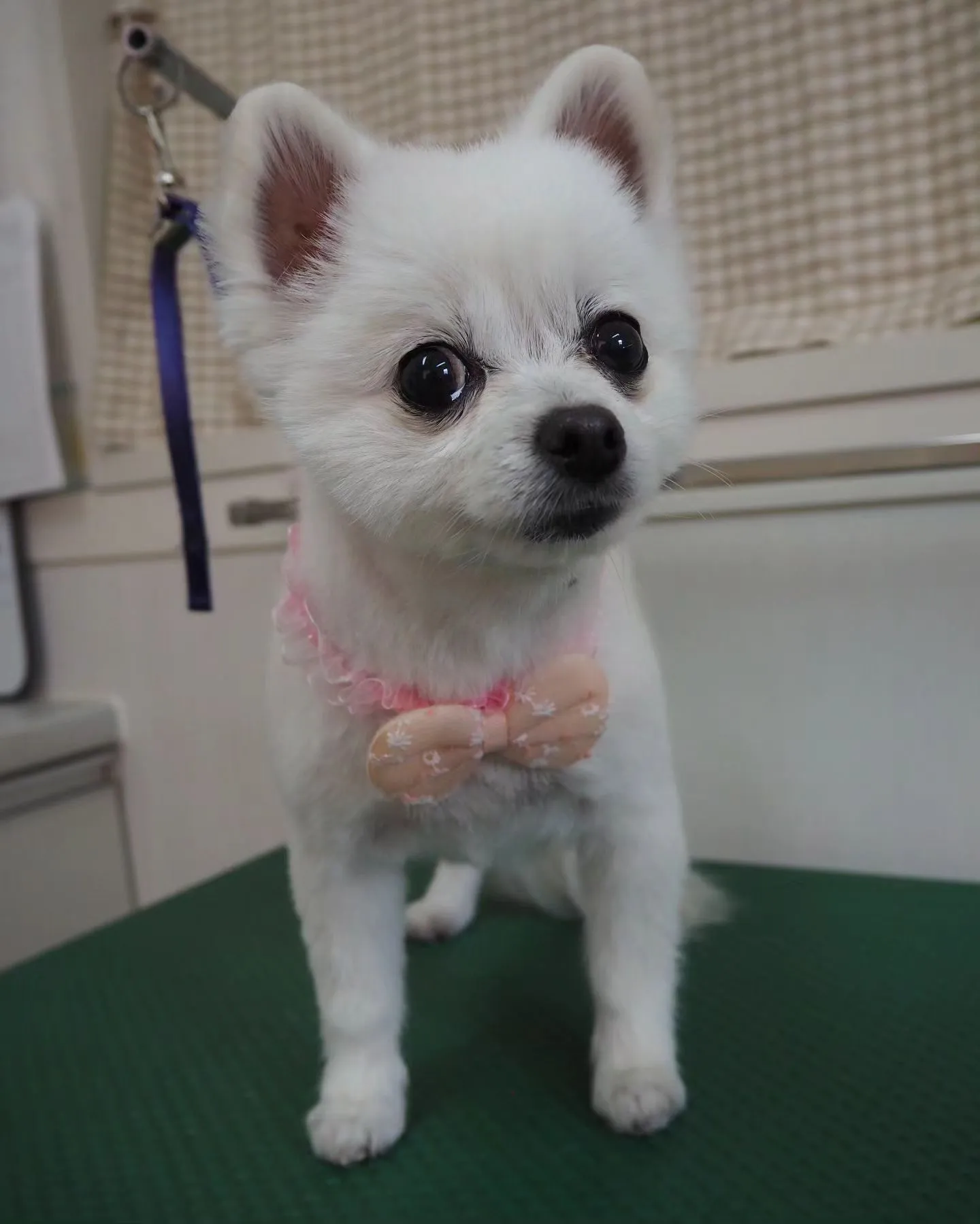 【トリミング】薬浴【サマーカット】