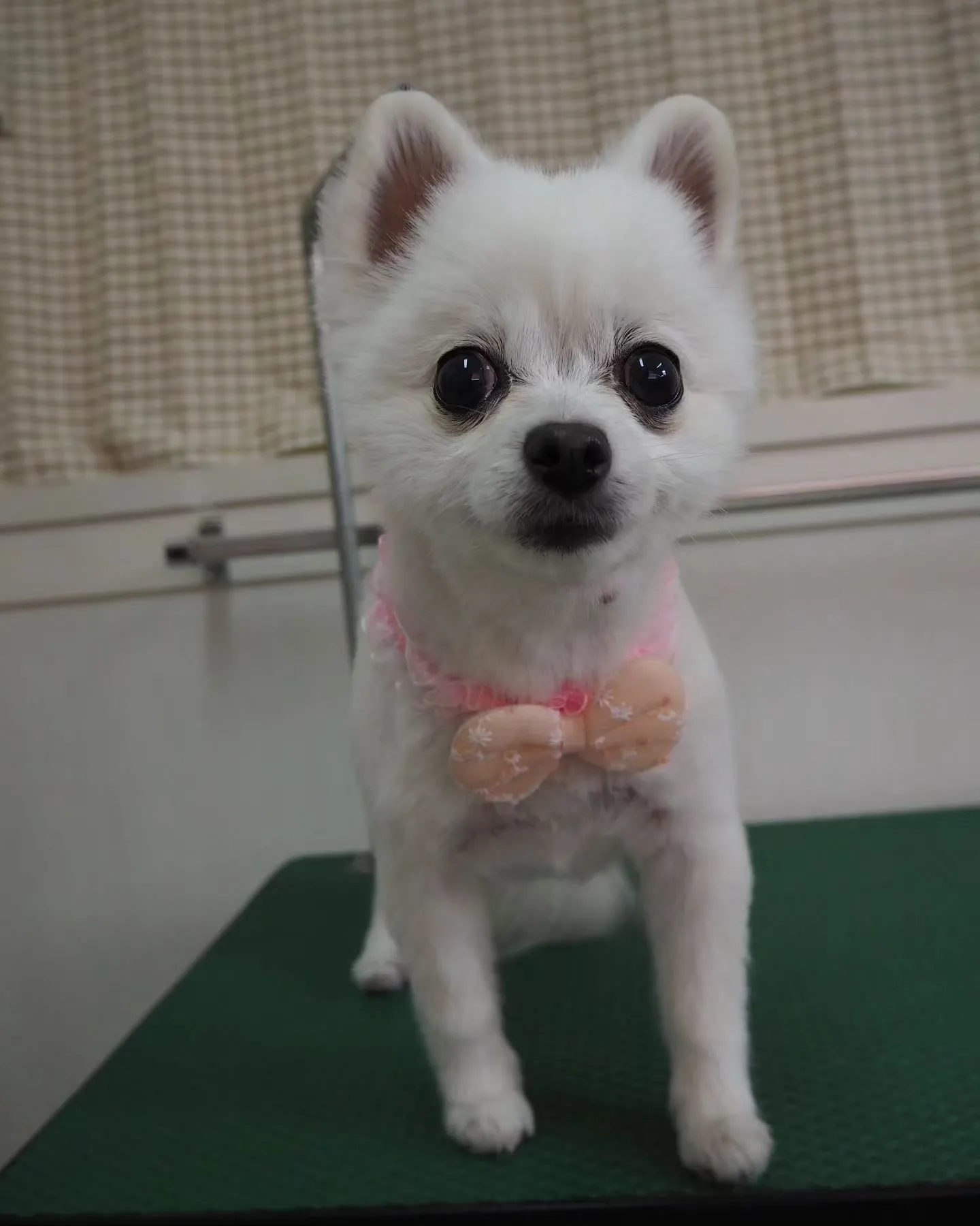 【トリミング】薬浴【サマーカット】