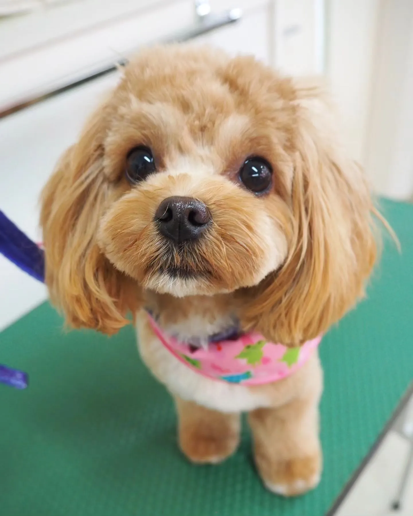 【トリミング】チャレンジ【１歳】