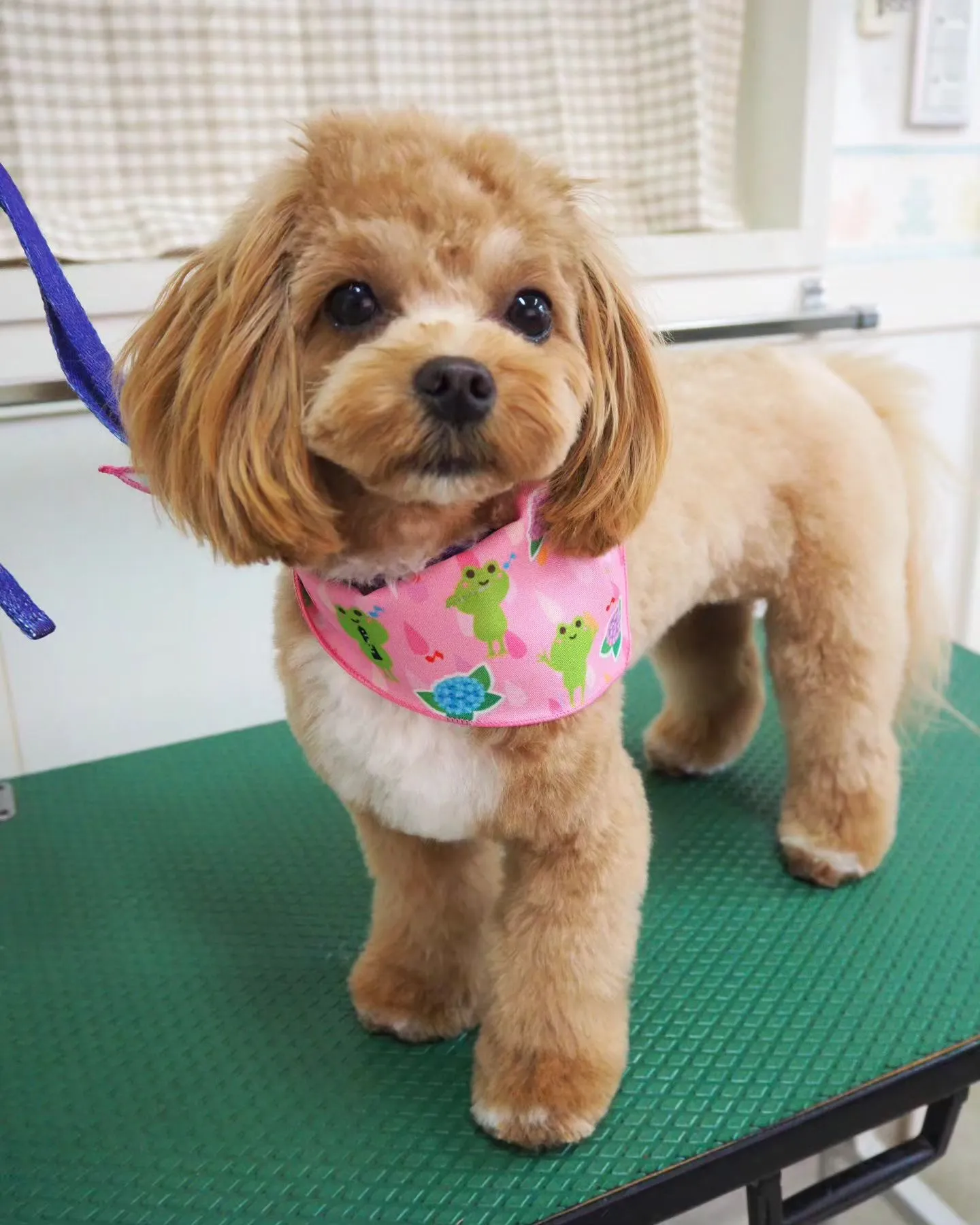 【トリミング】チャレンジ【１歳】