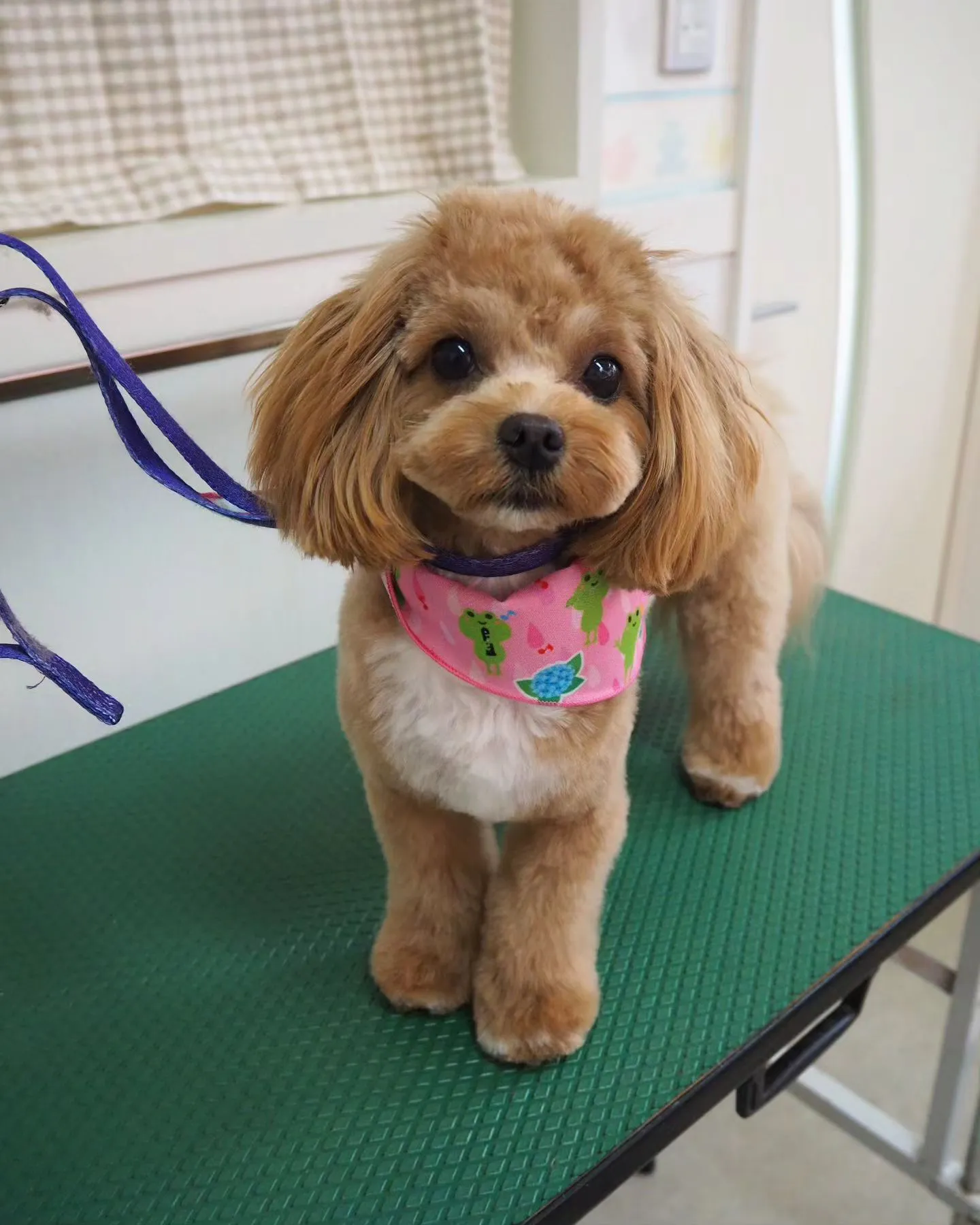 【トリミング】チャレンジ【１歳】