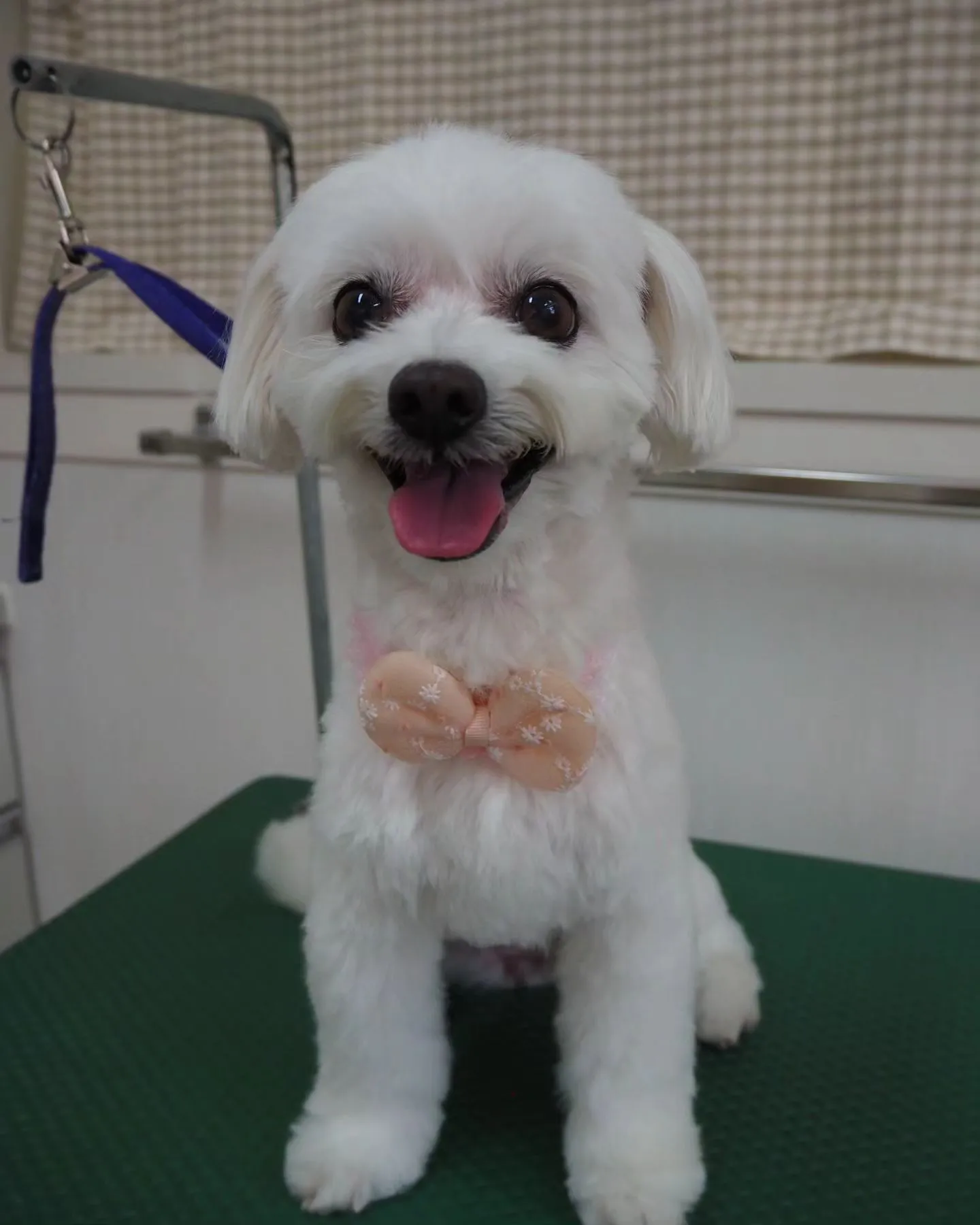 【トリミング】当院で初めて