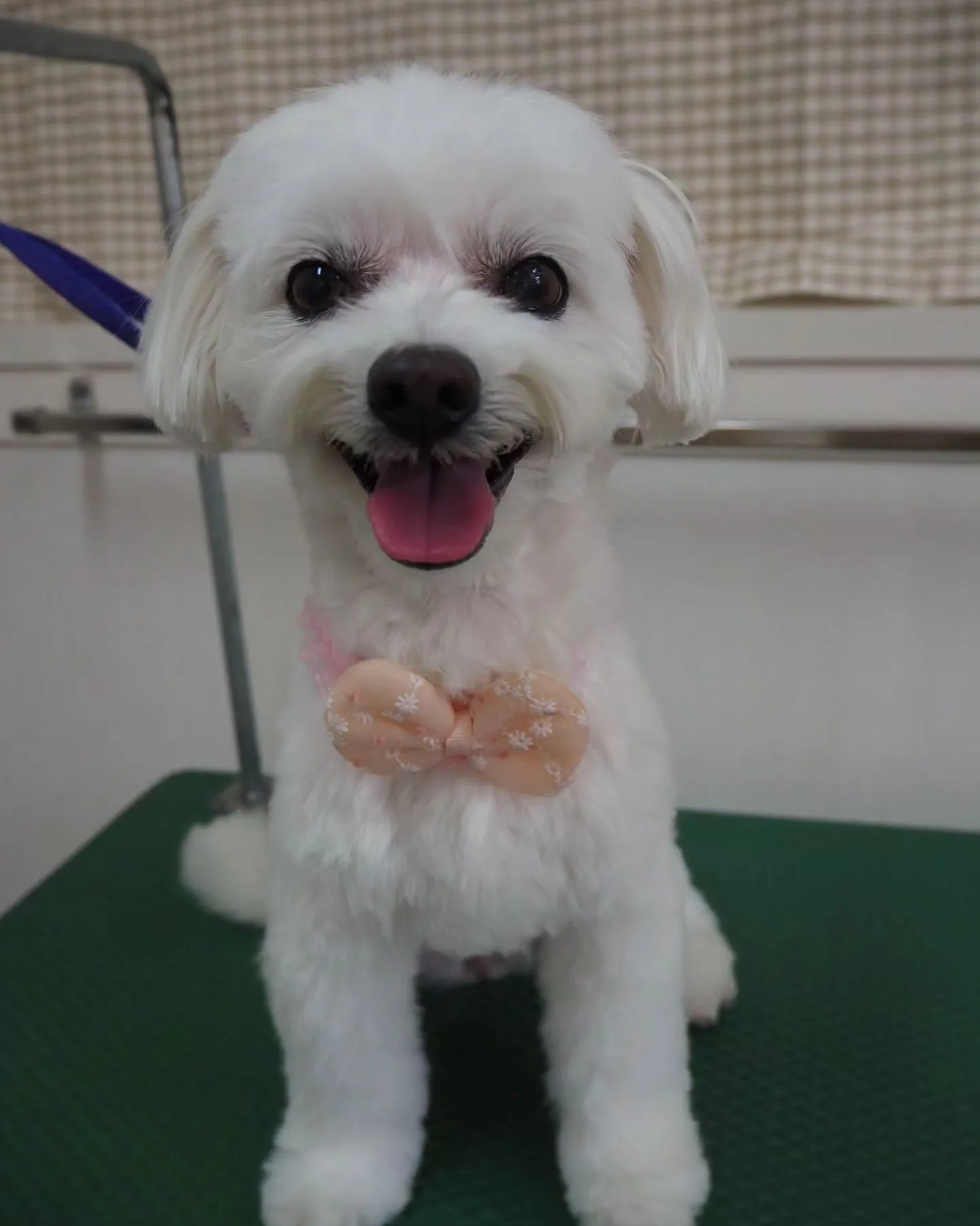 【トリミング】当院で初めて