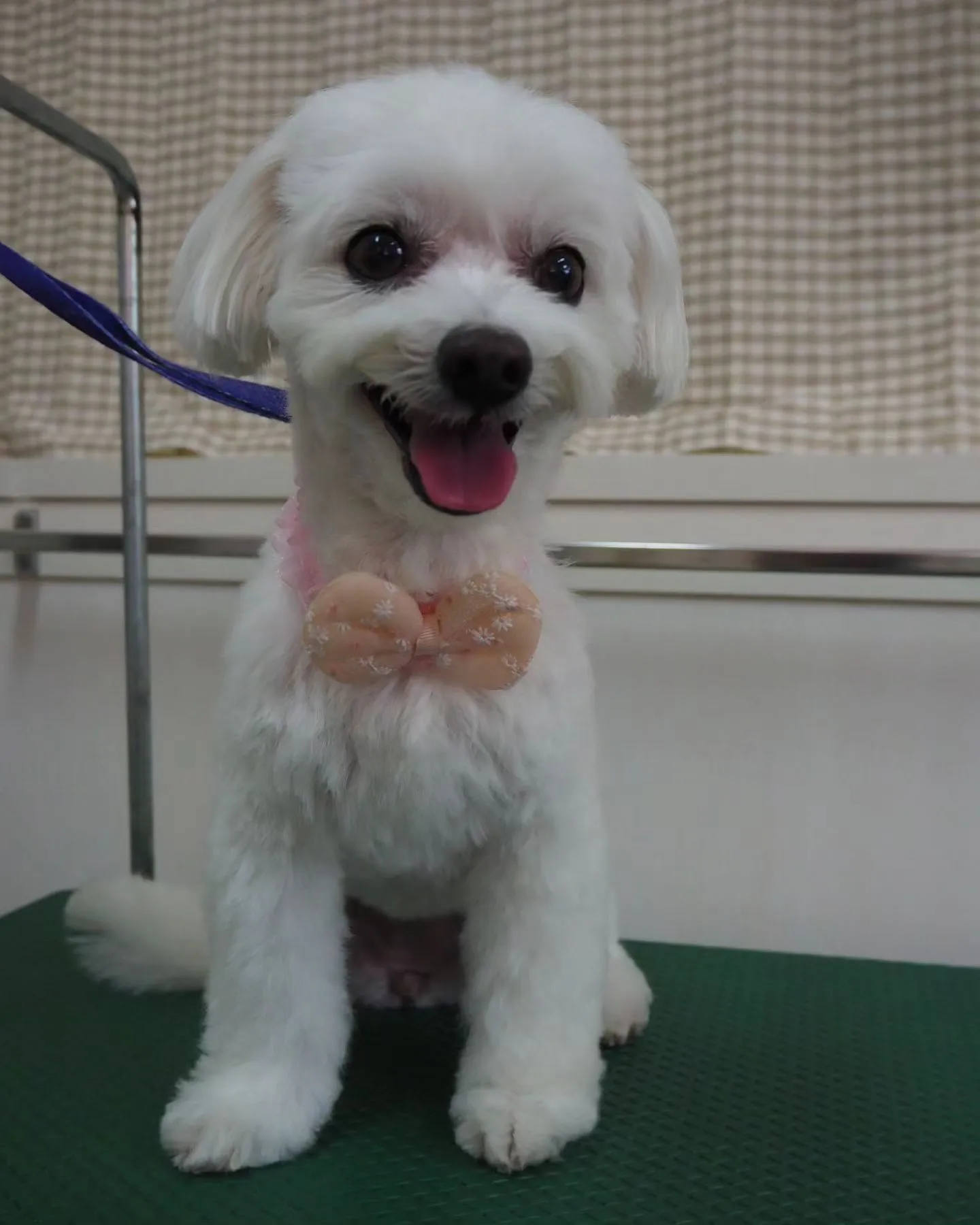 【トリミング】当院で初めて
