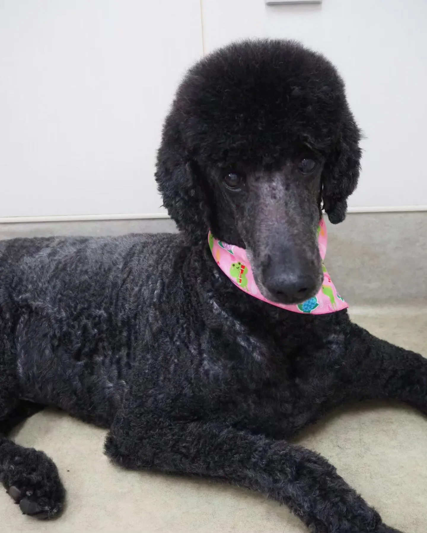 【トリミング】スタンダードプードル【サマーカット】