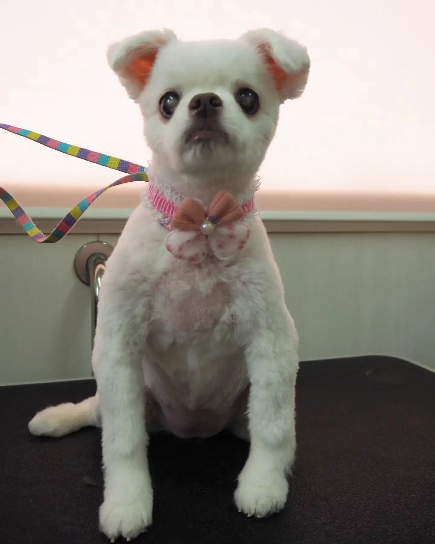 【トリミング】サマーカット【チワワ】