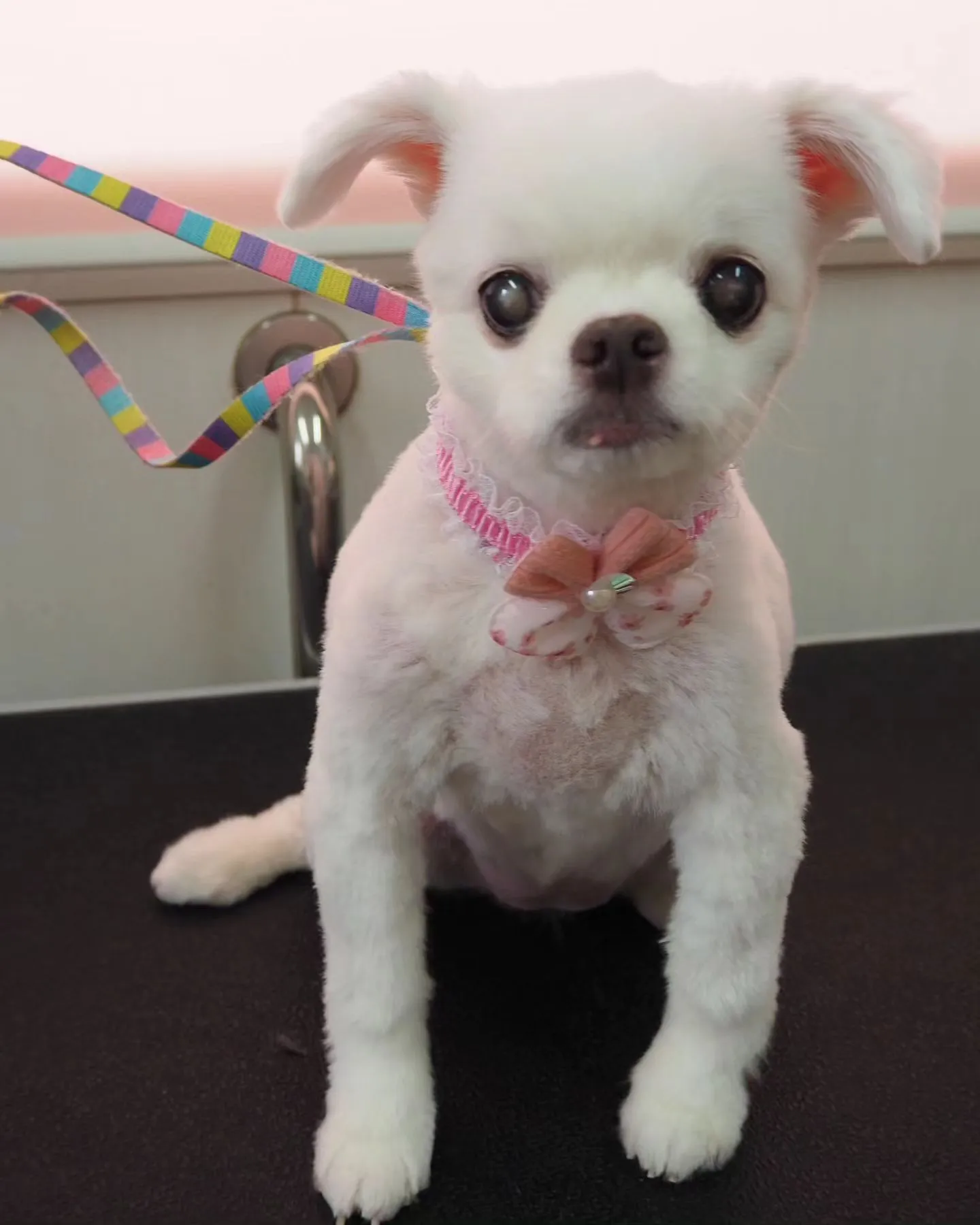 【トリミング】サマーカット【チワワ】