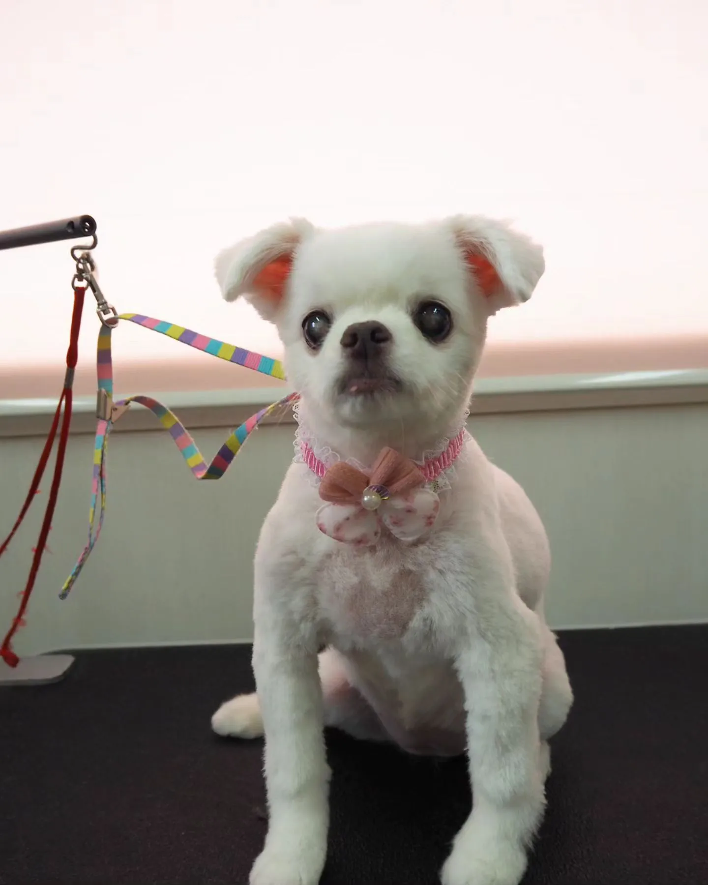 【トリミング】サマーカット【チワワ】