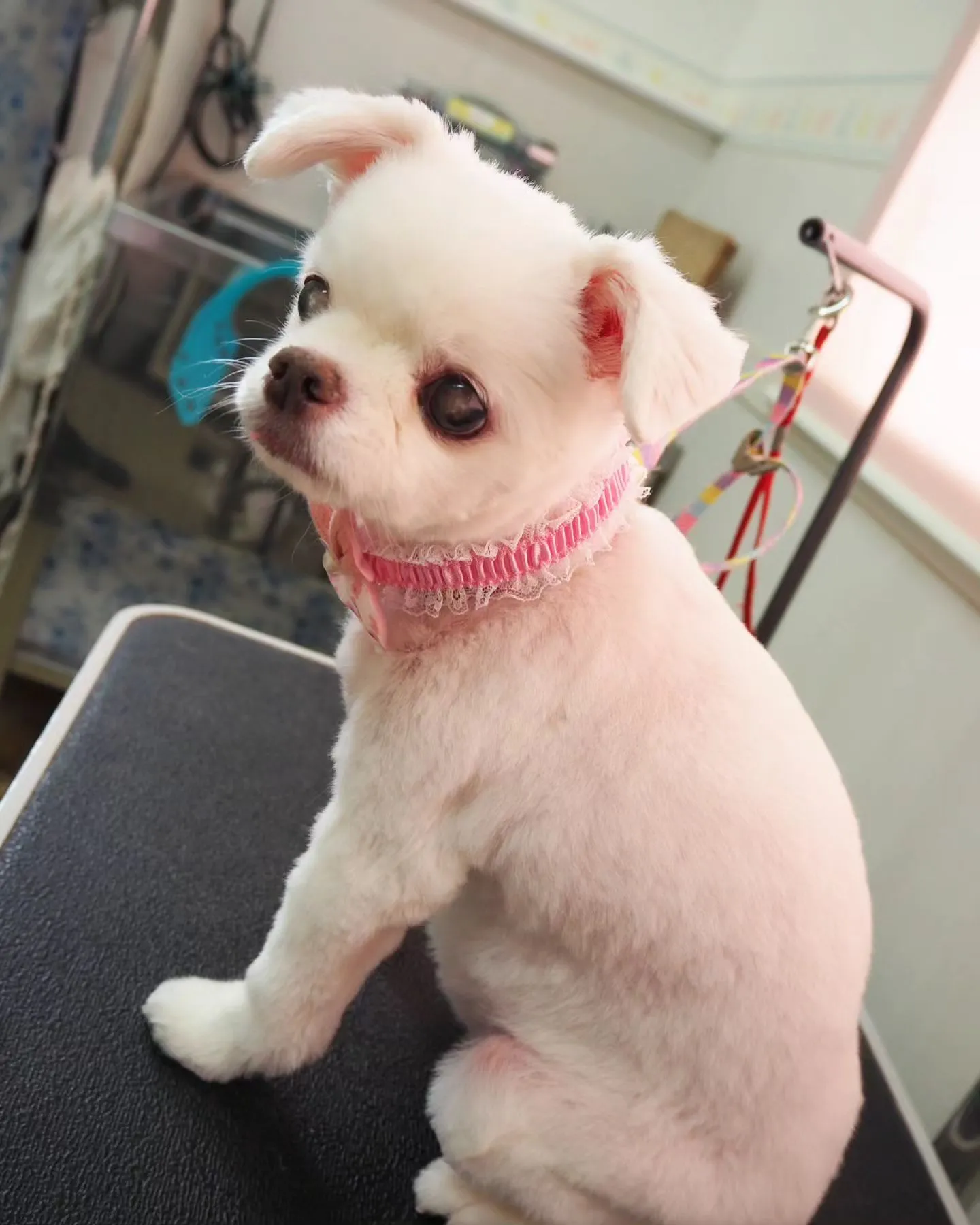 【トリミング】サマーカット【チワワ】